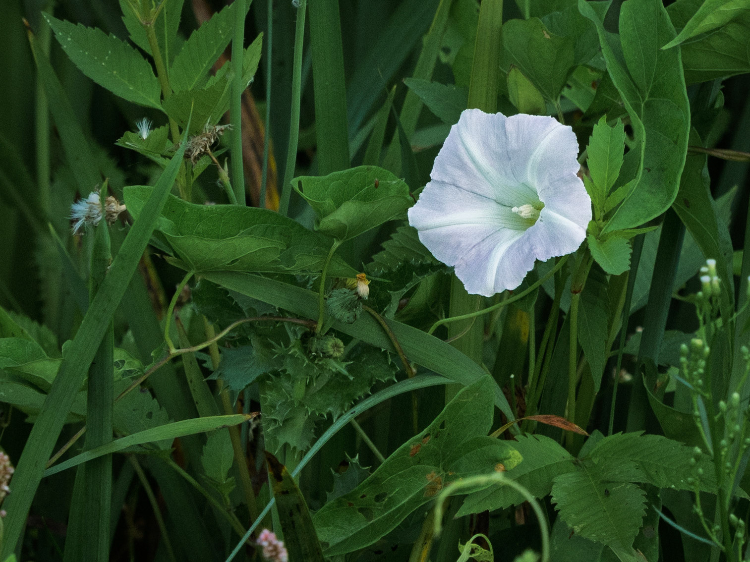 Morning glory/Bindweed