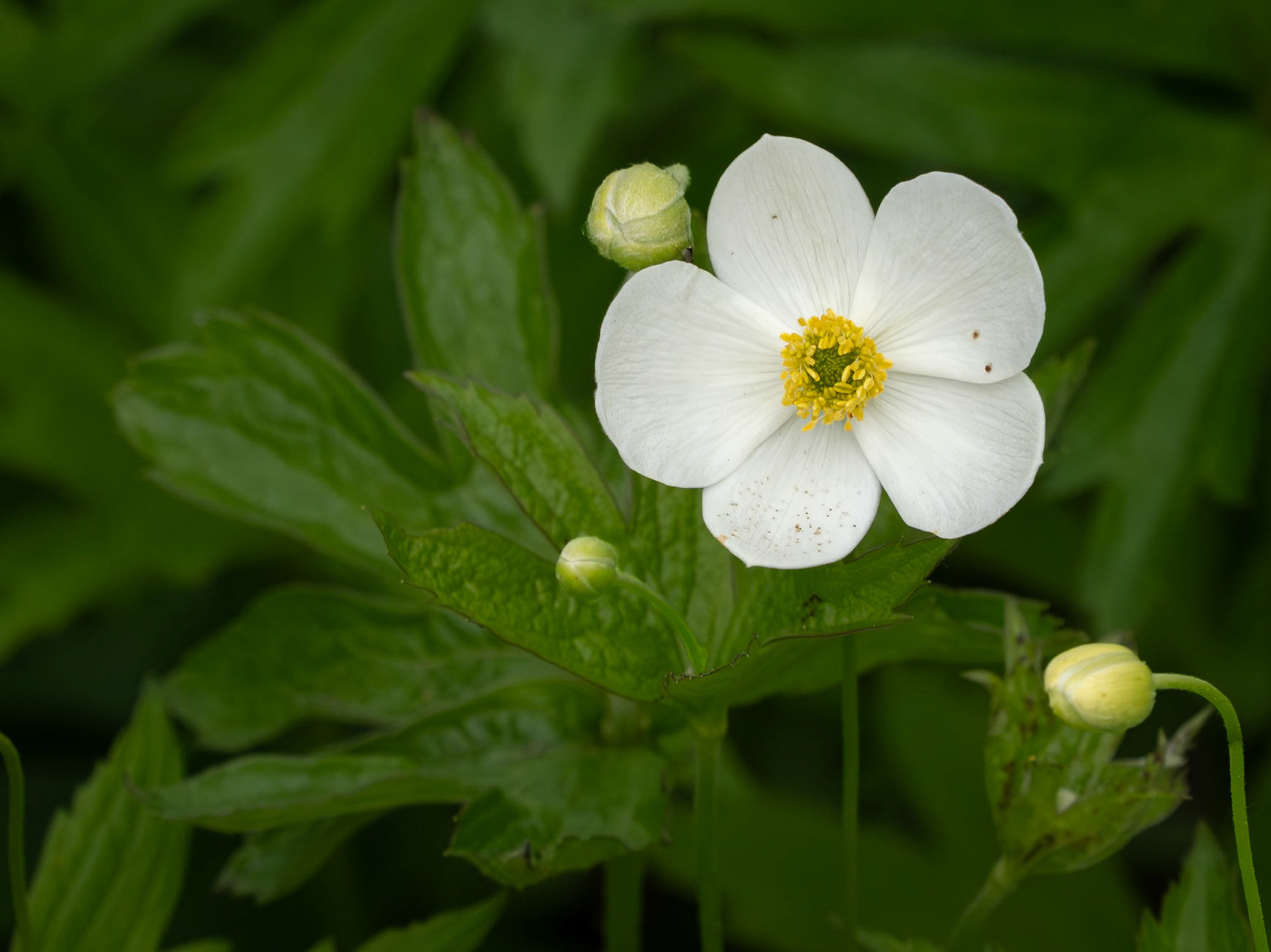 Anemone