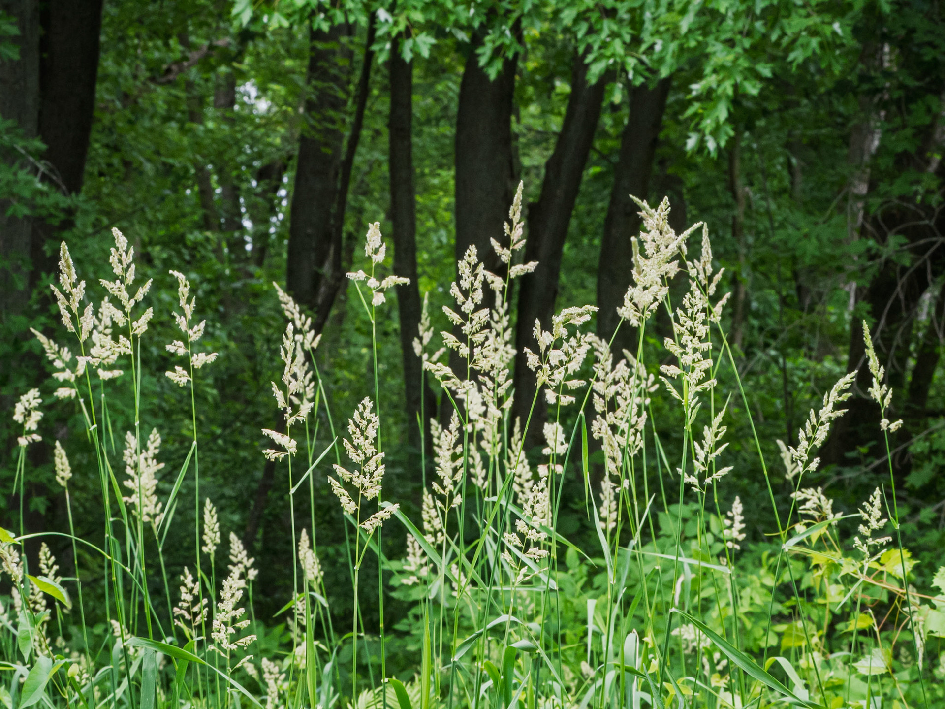 grass