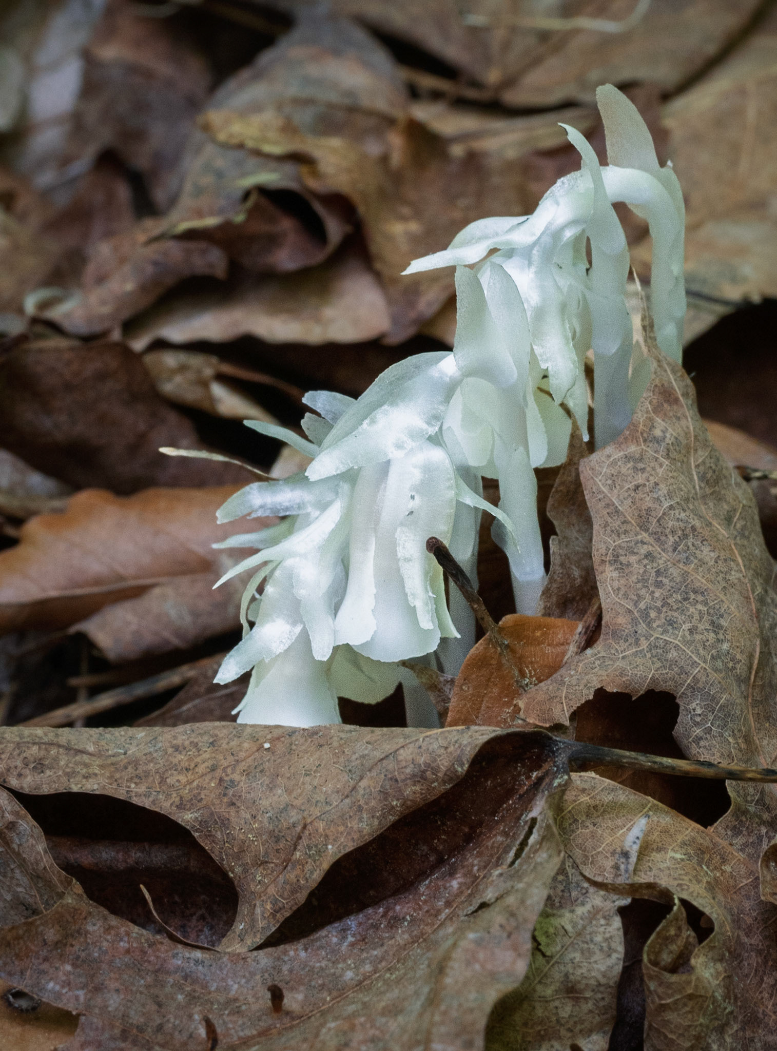 Indian pipe