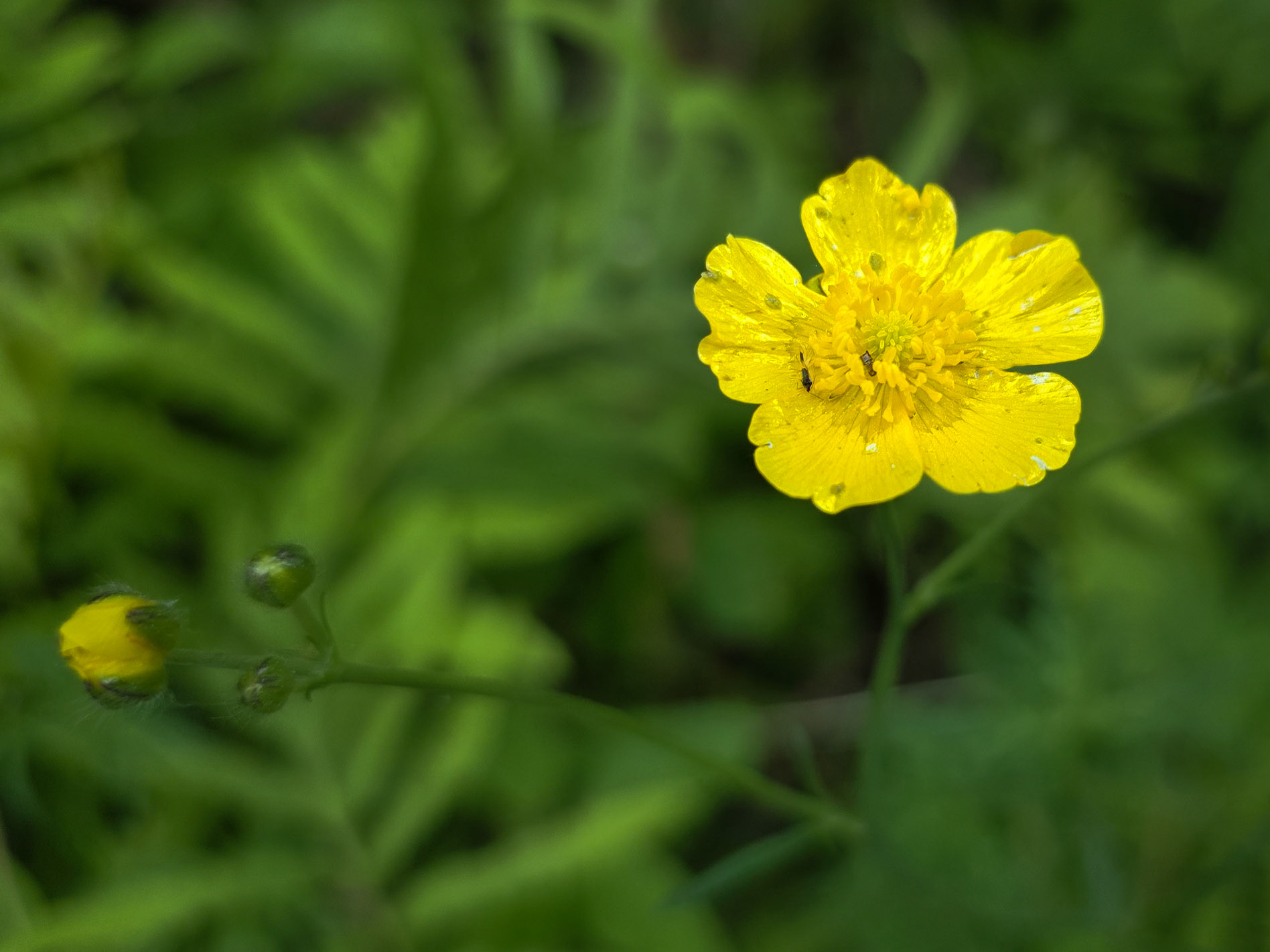 buttercup