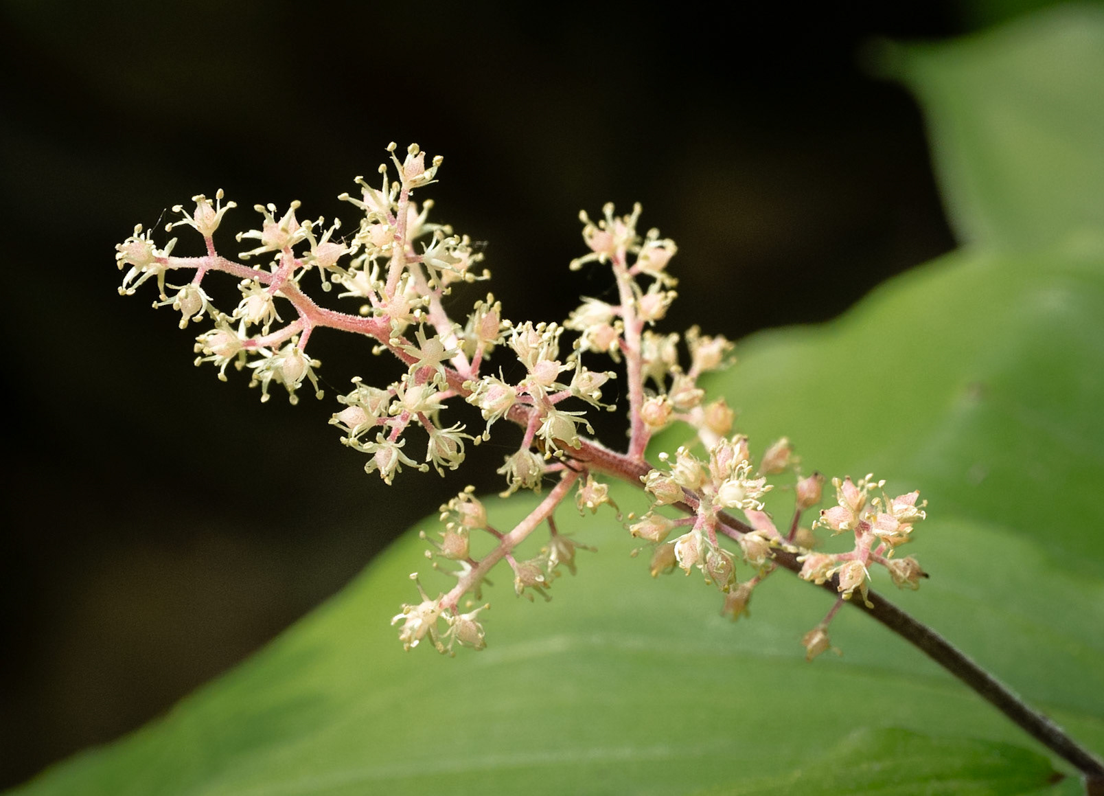 False solomon seal