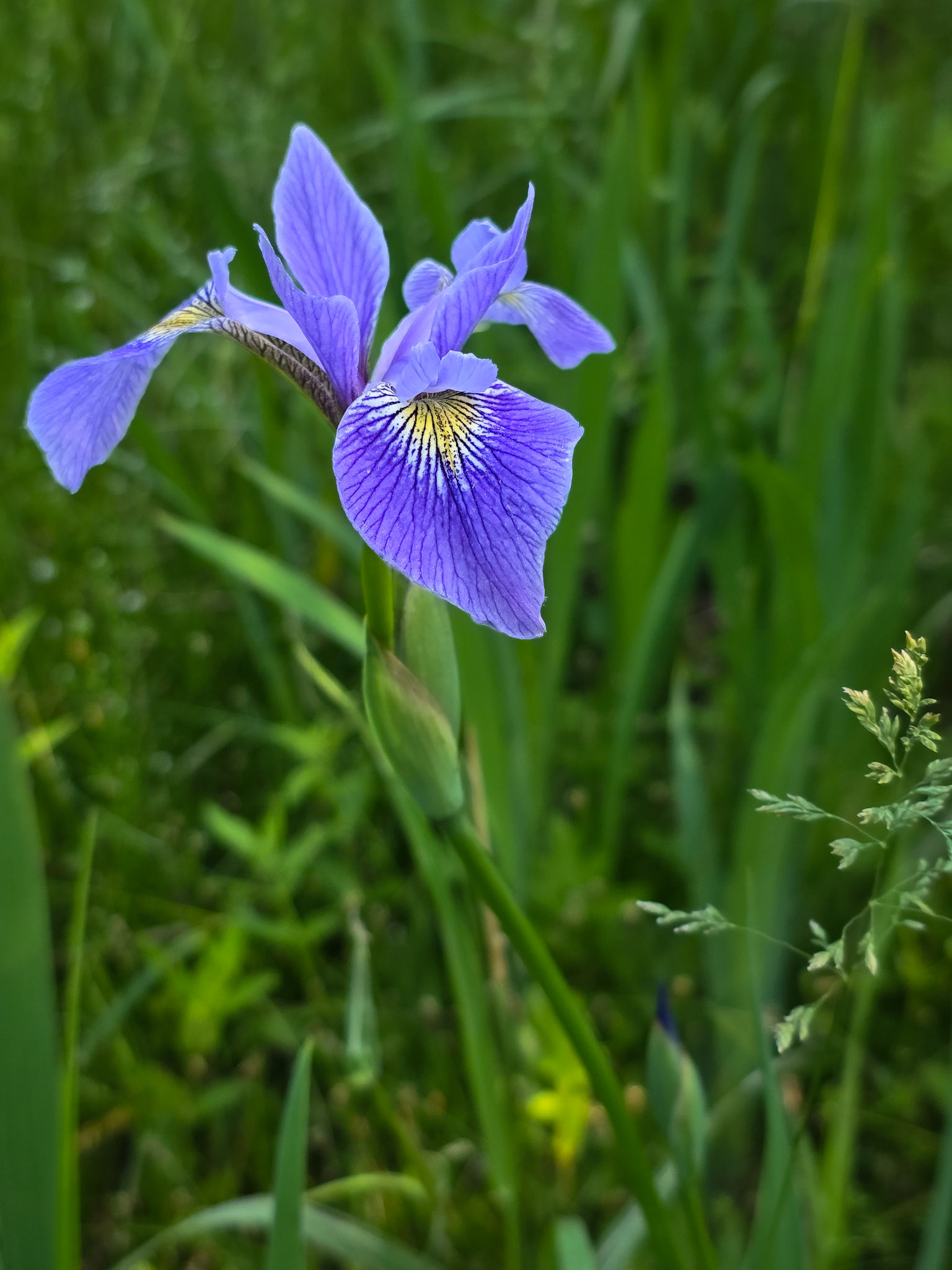 blue flag/blue iris