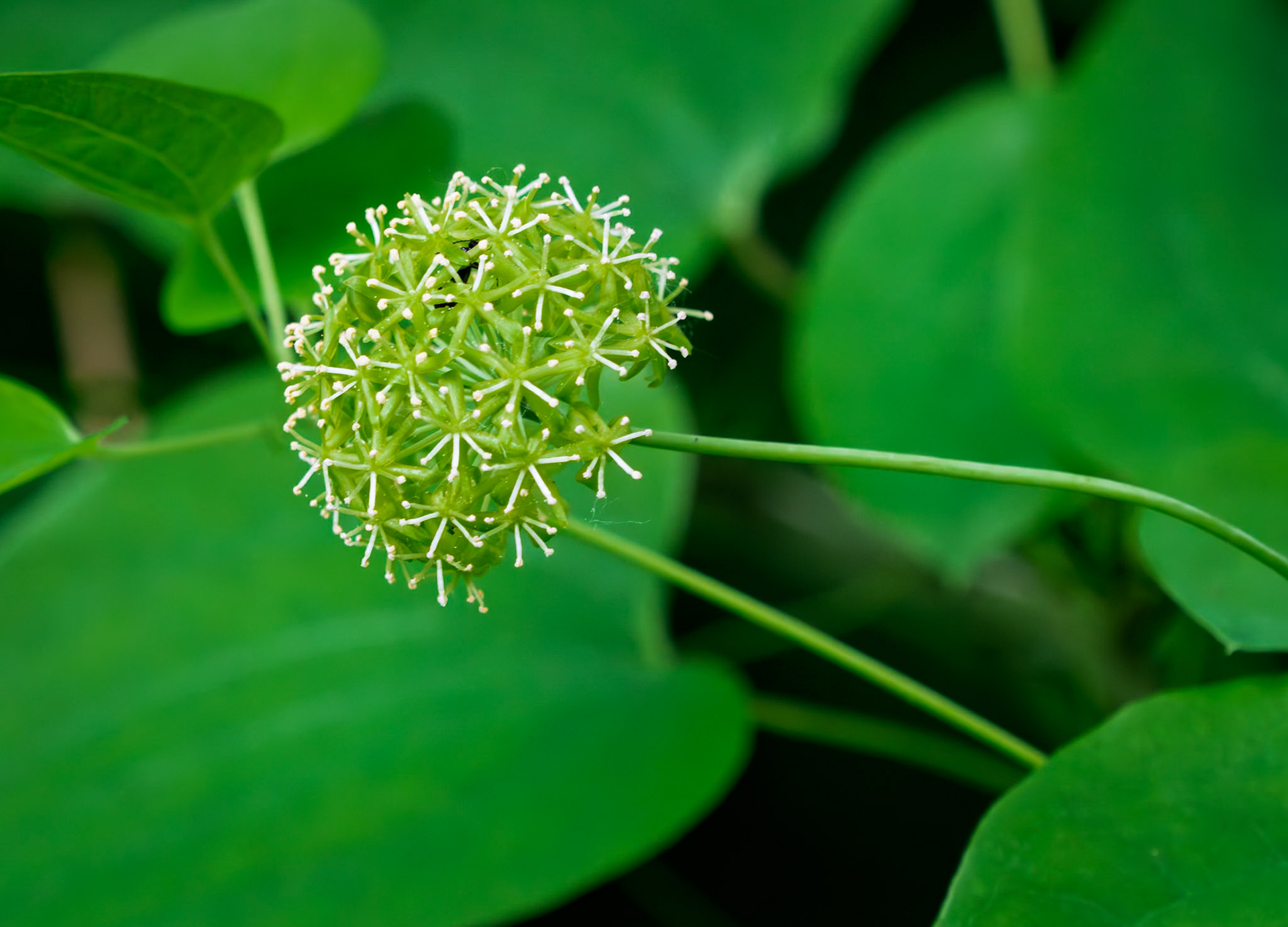 Carrion flower