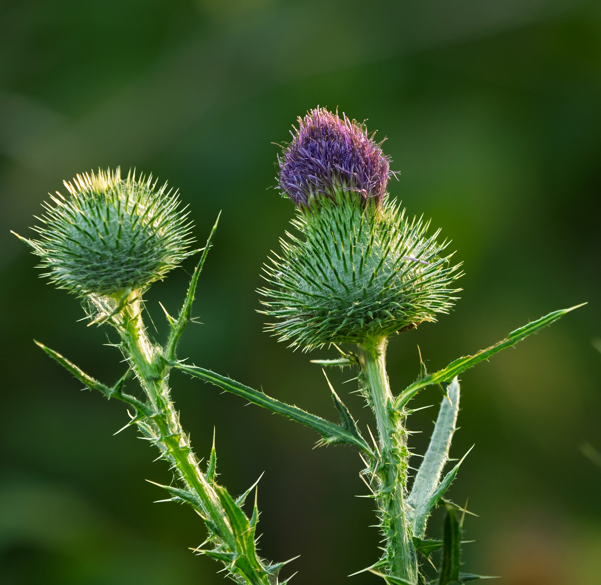 Bull thistle