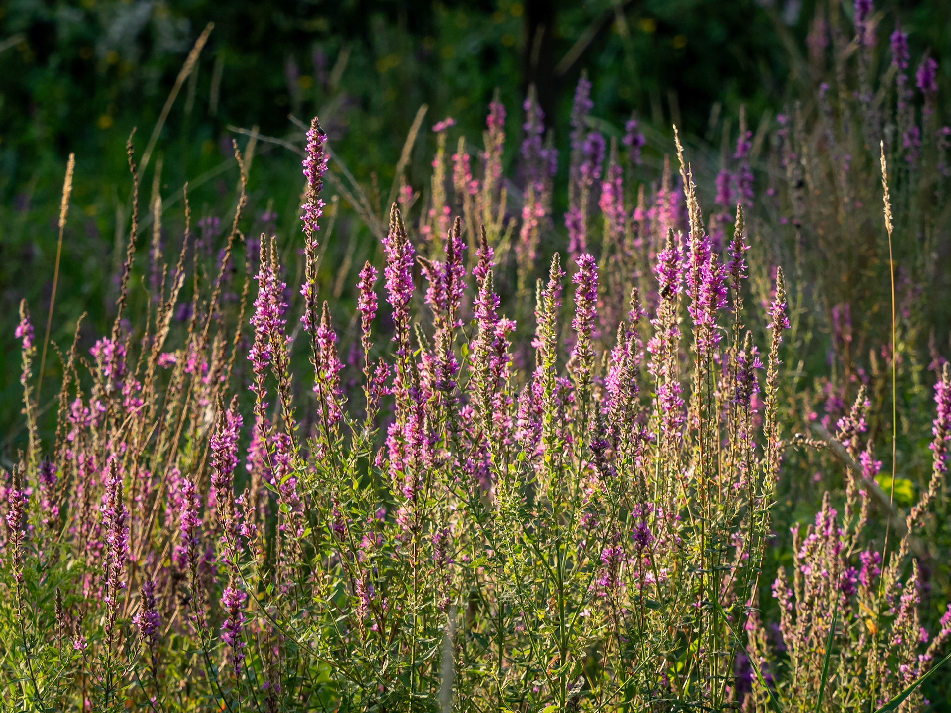 Purple loosestrife