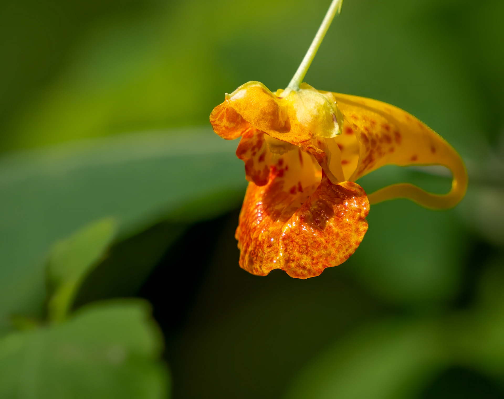 spotted jewel weed (Touch-me-not)