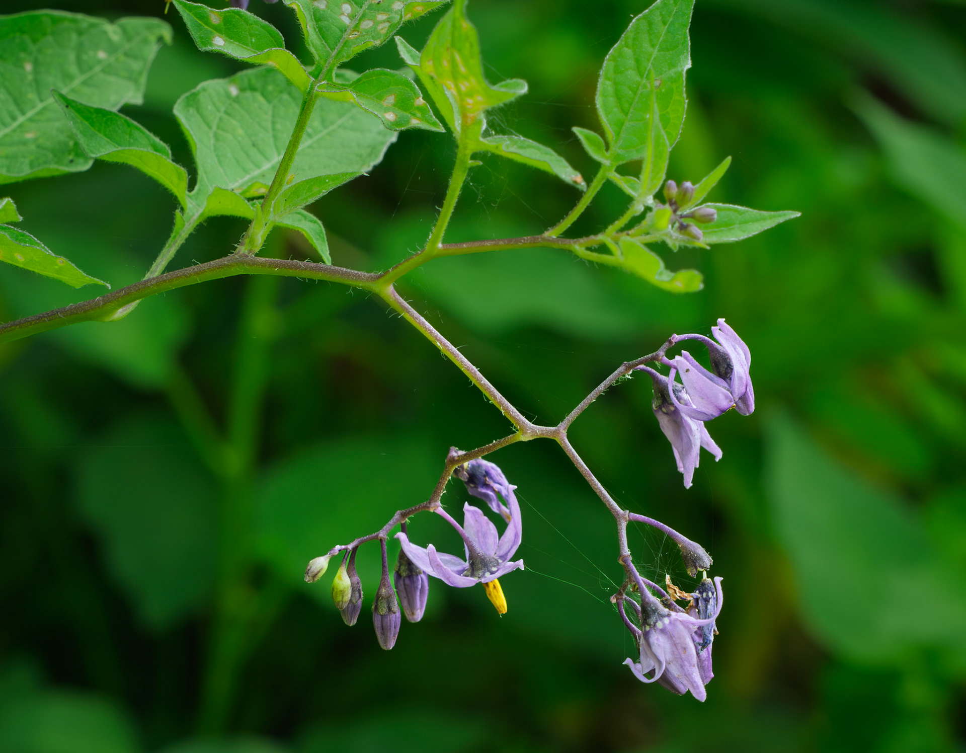 Deadly nightshade