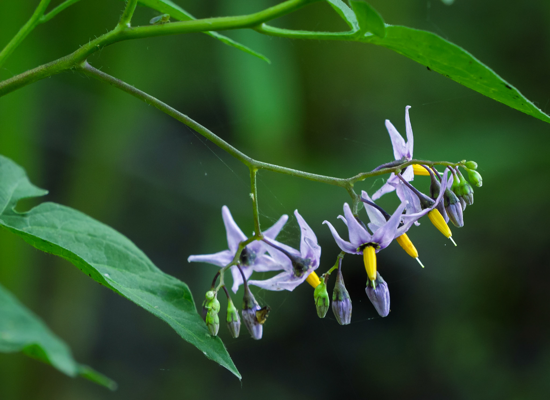 deadly nightshade