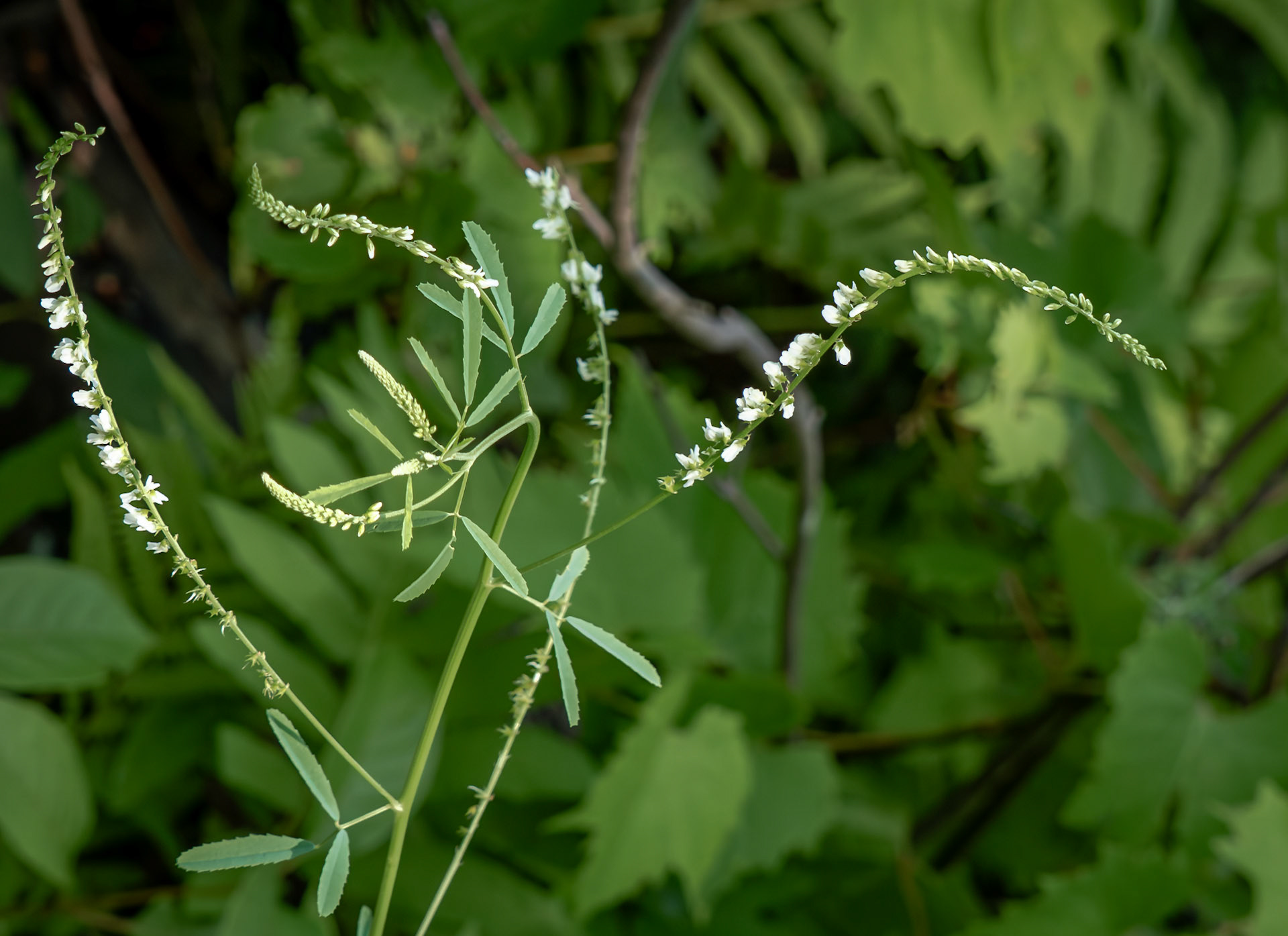 white sweet clover