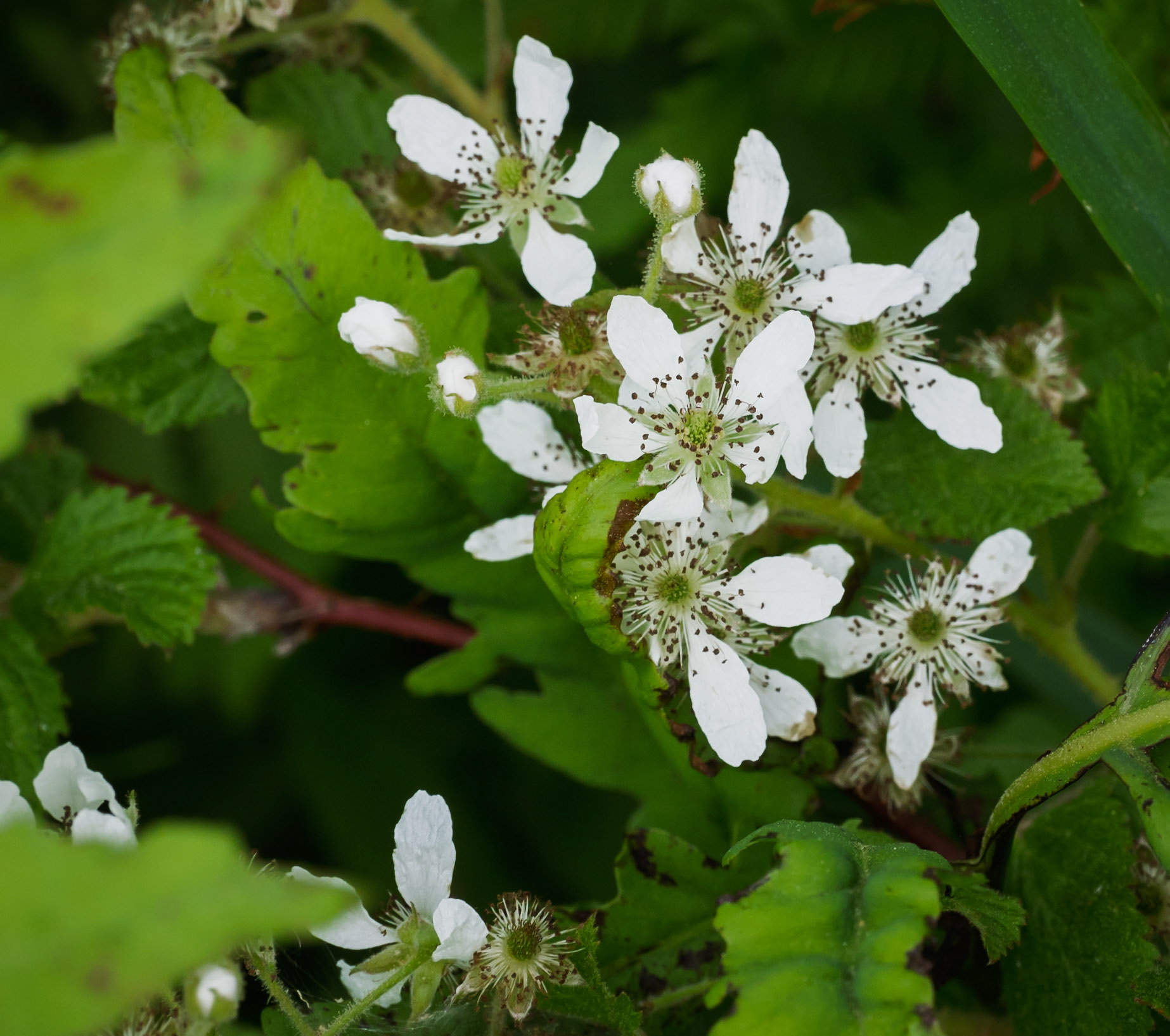 Blackberry