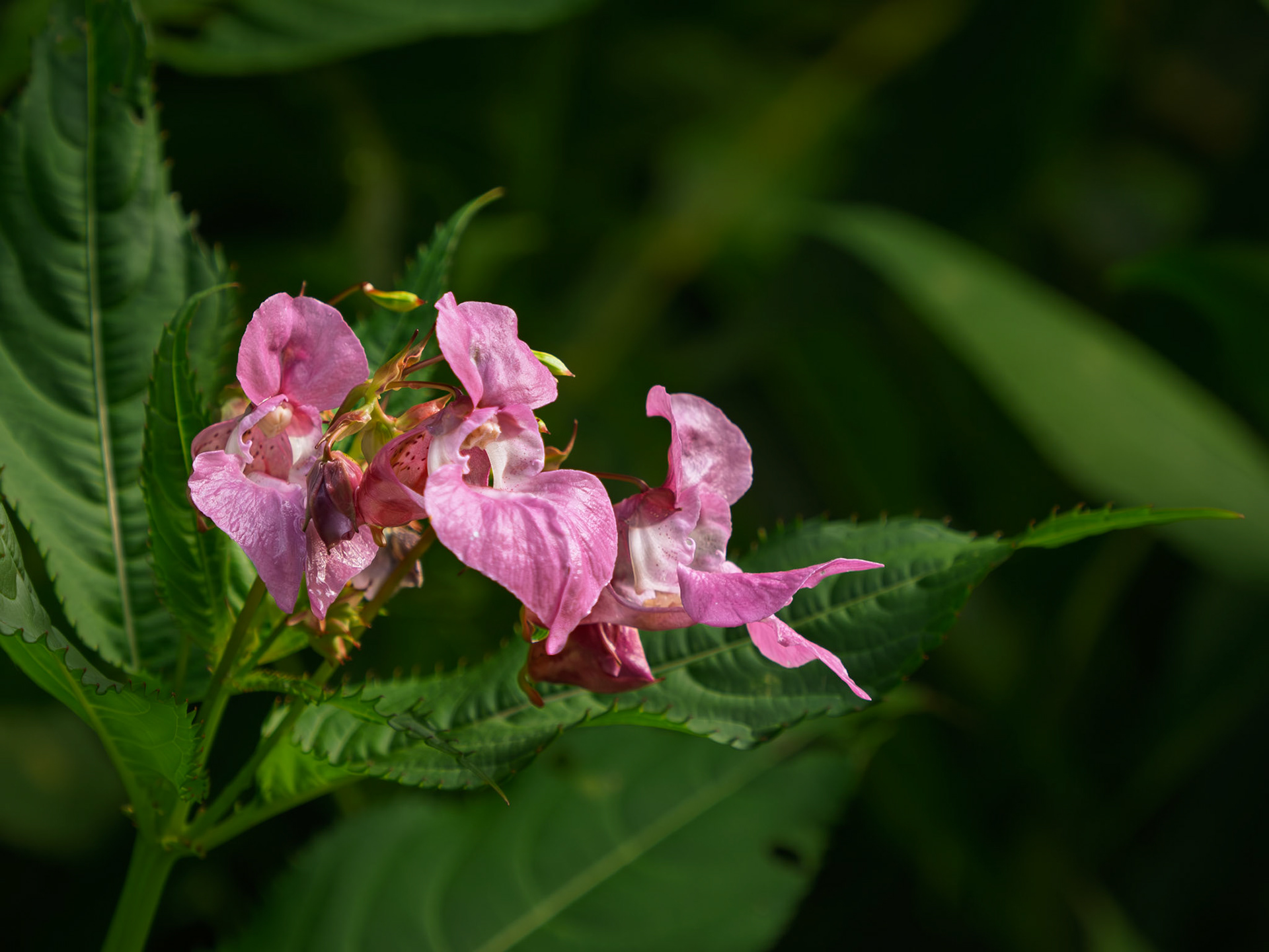 Himalayan balsam