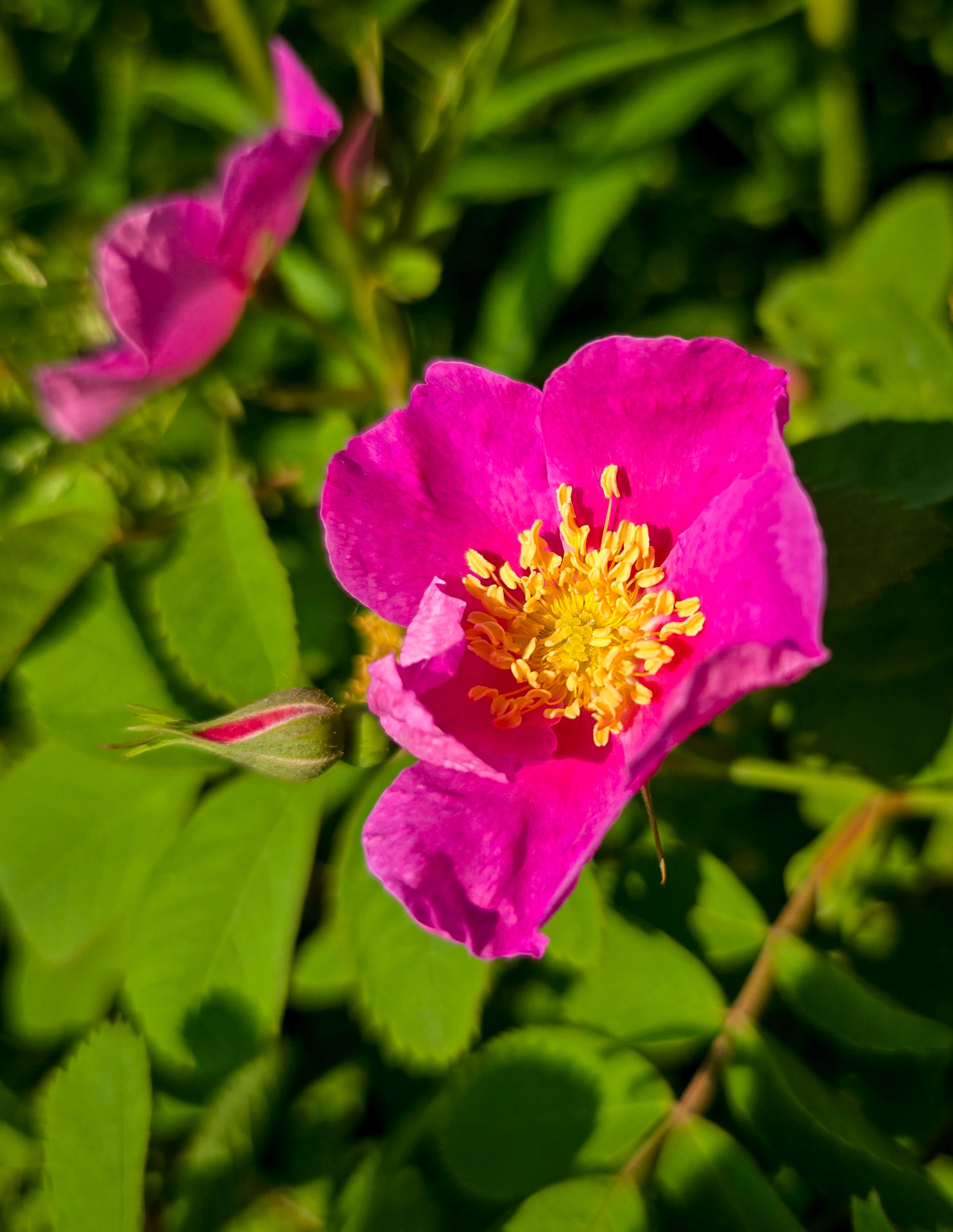 Wild rose
