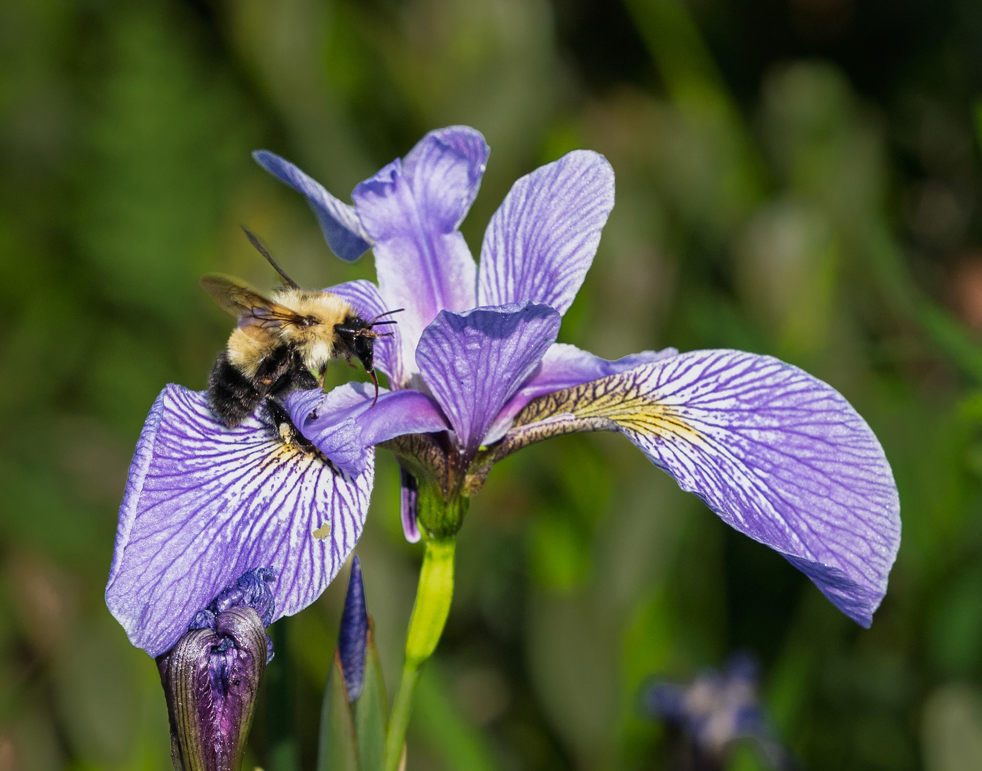 Blue flag iris (with bee)