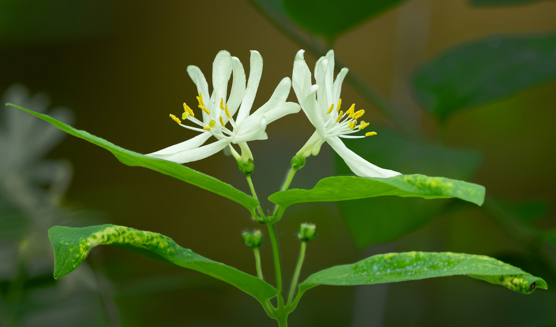 honeysuckle