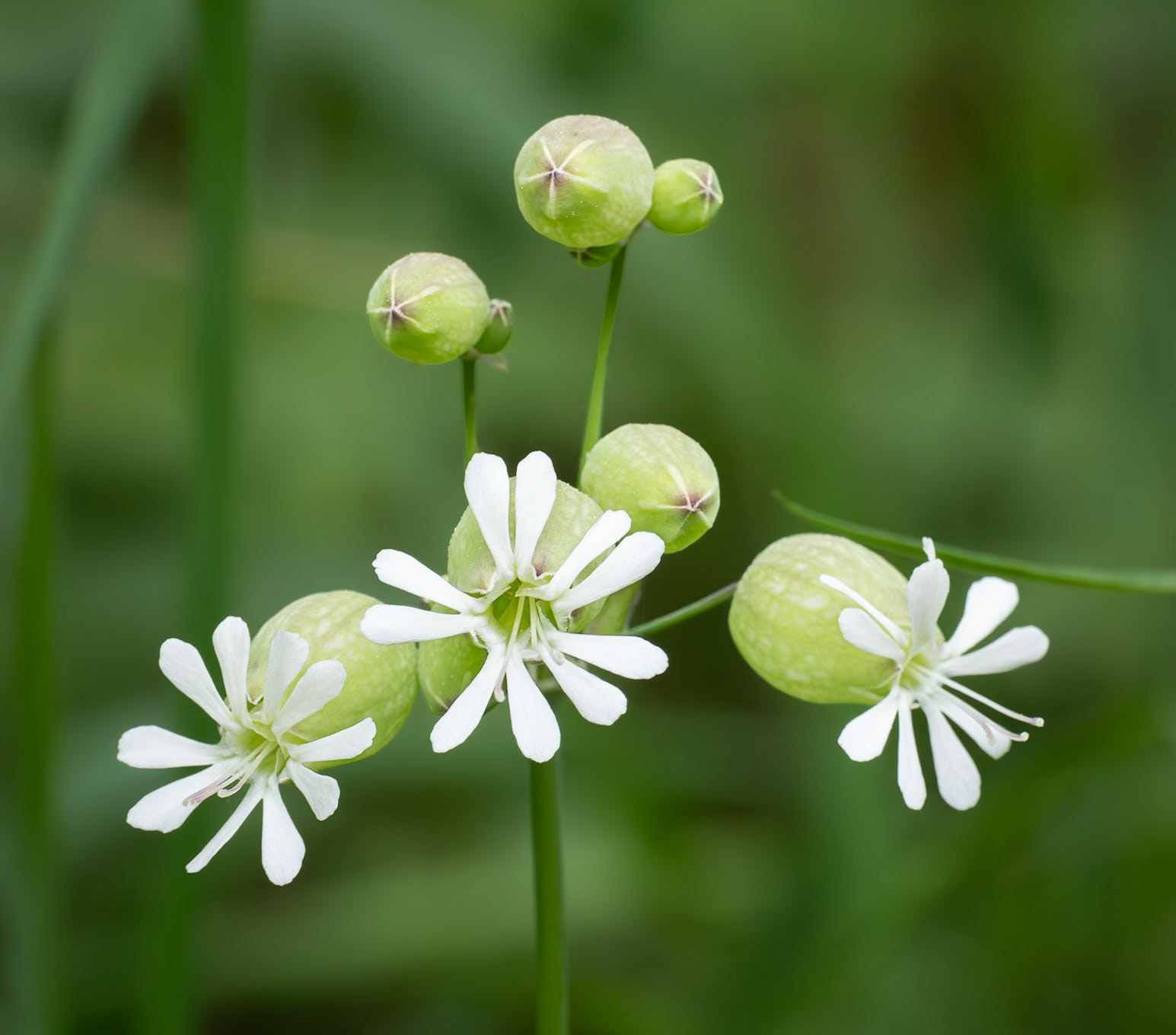 Bladder Campion