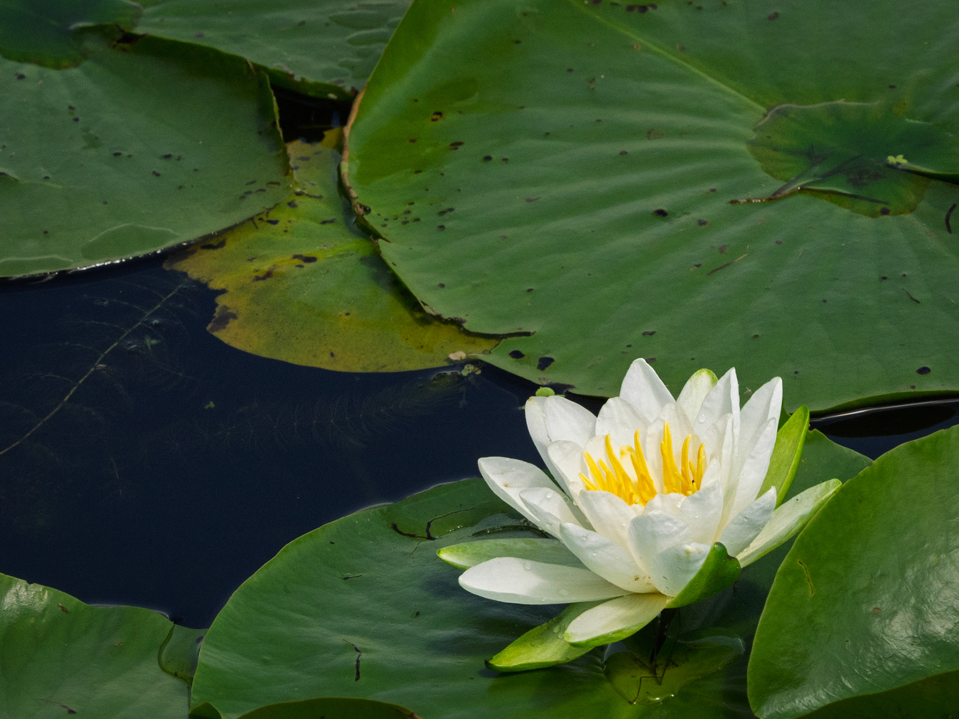 white waterlily