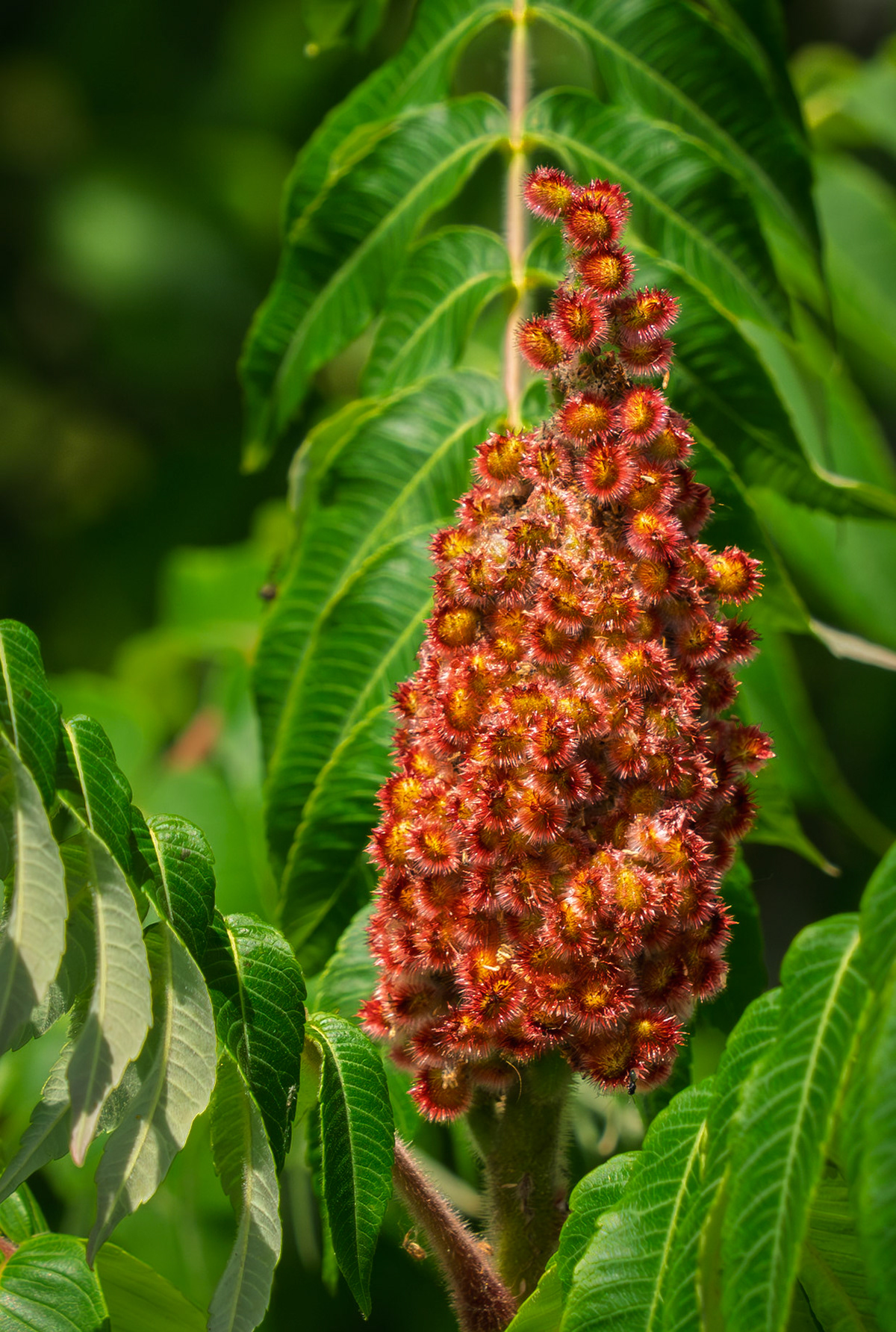 Staghorn sumac