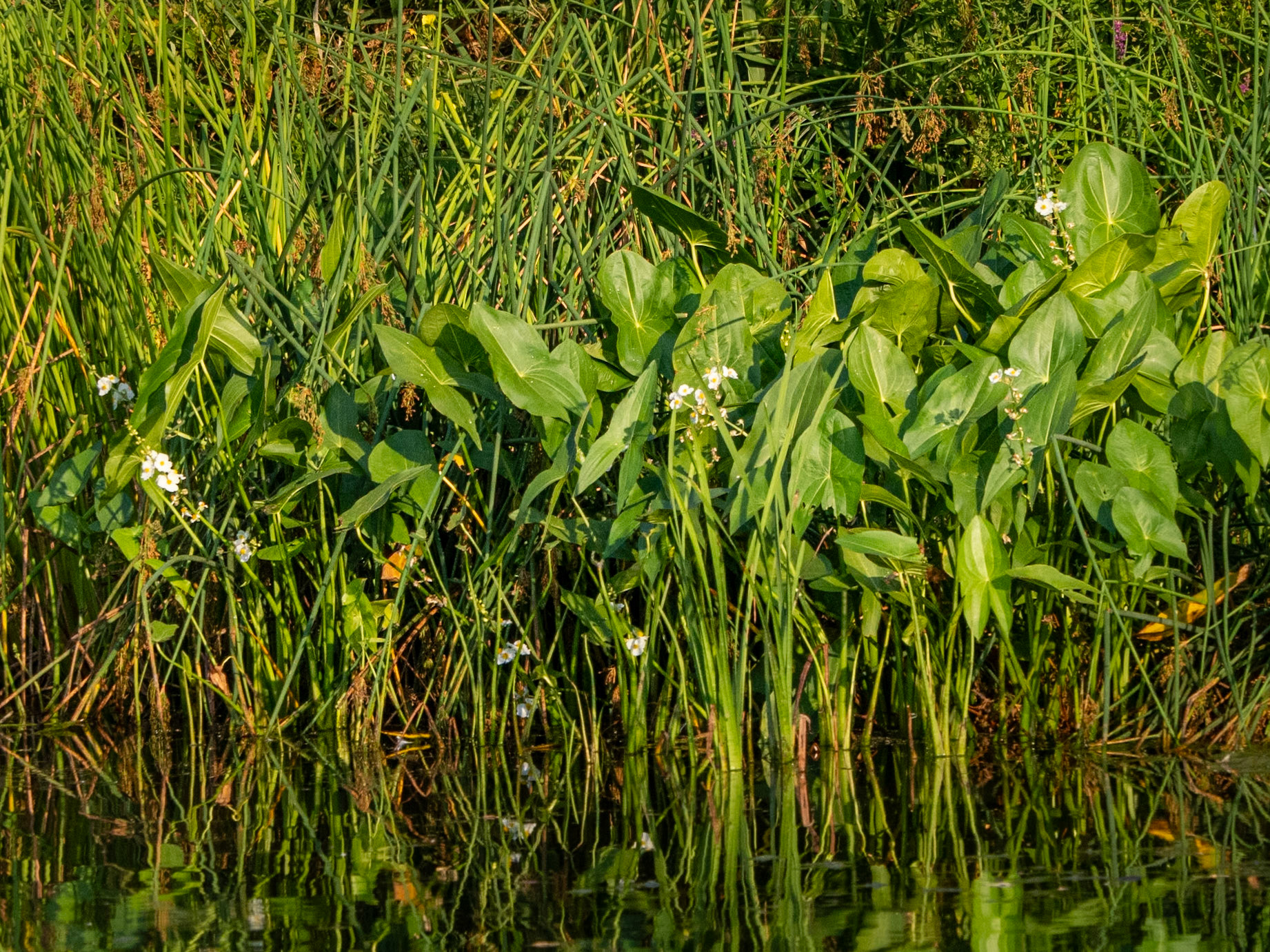 Arrowhead (across the pond)