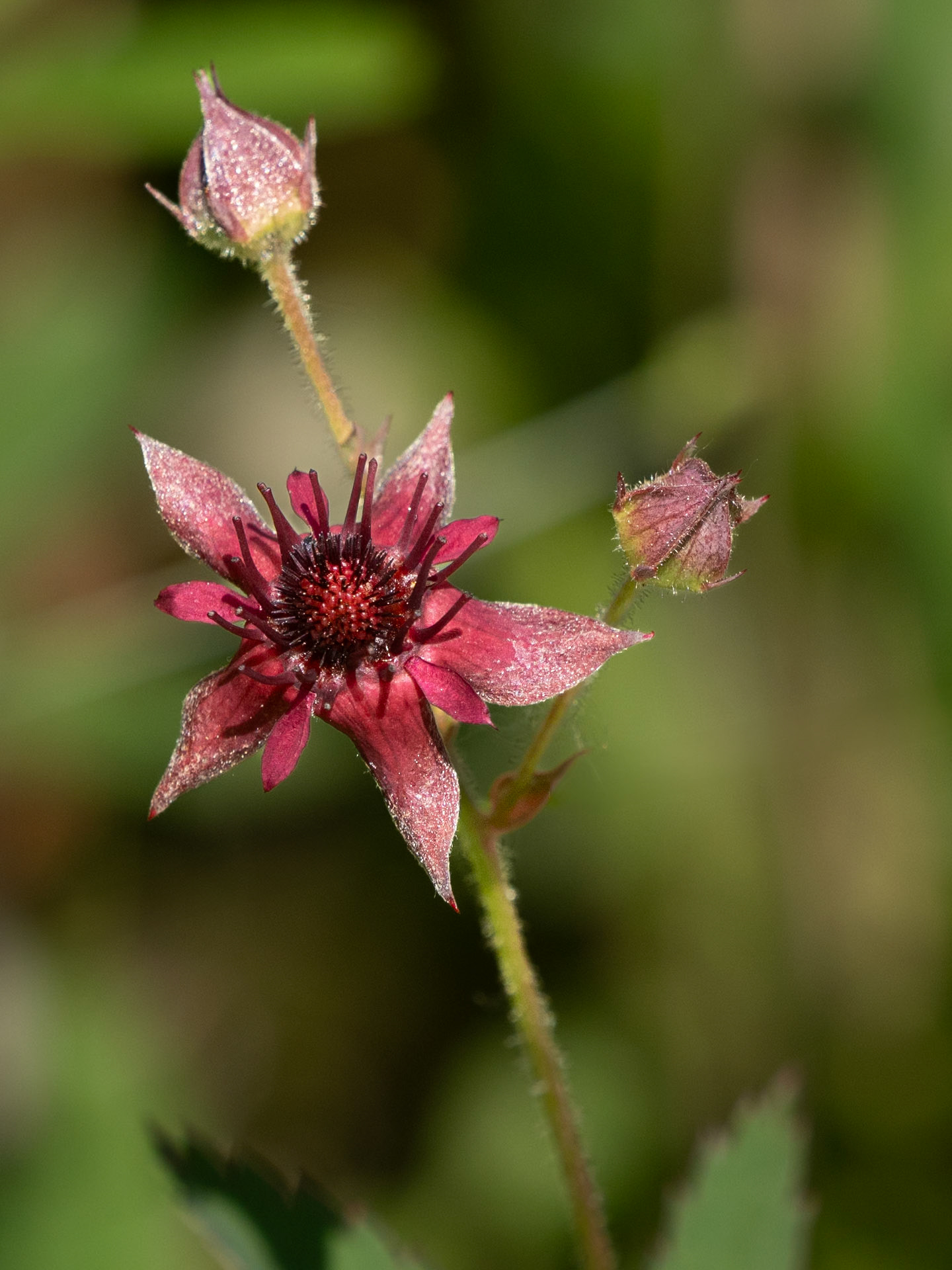 Marsh Cinquefoil