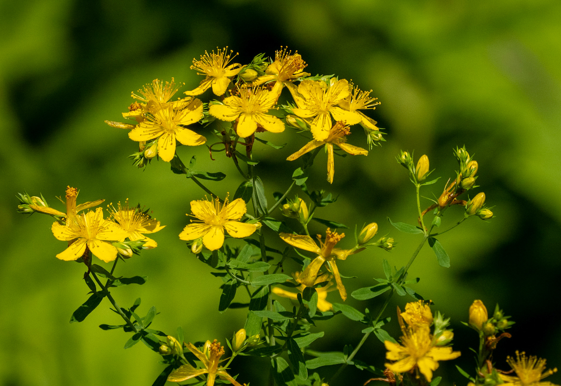 St John's wort