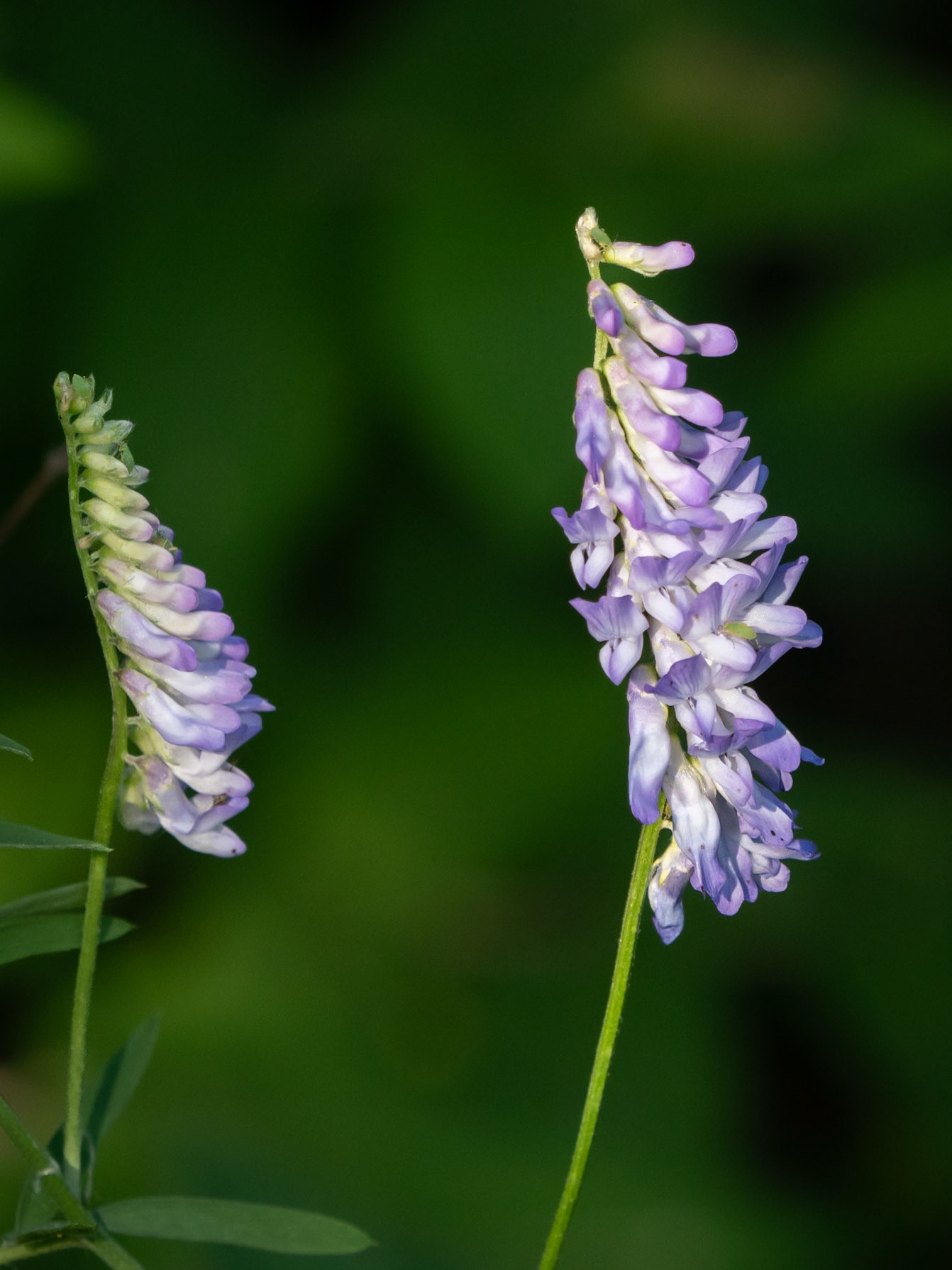 vetch