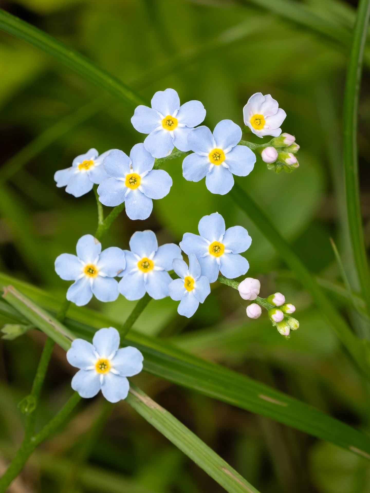 Forget-me-not
