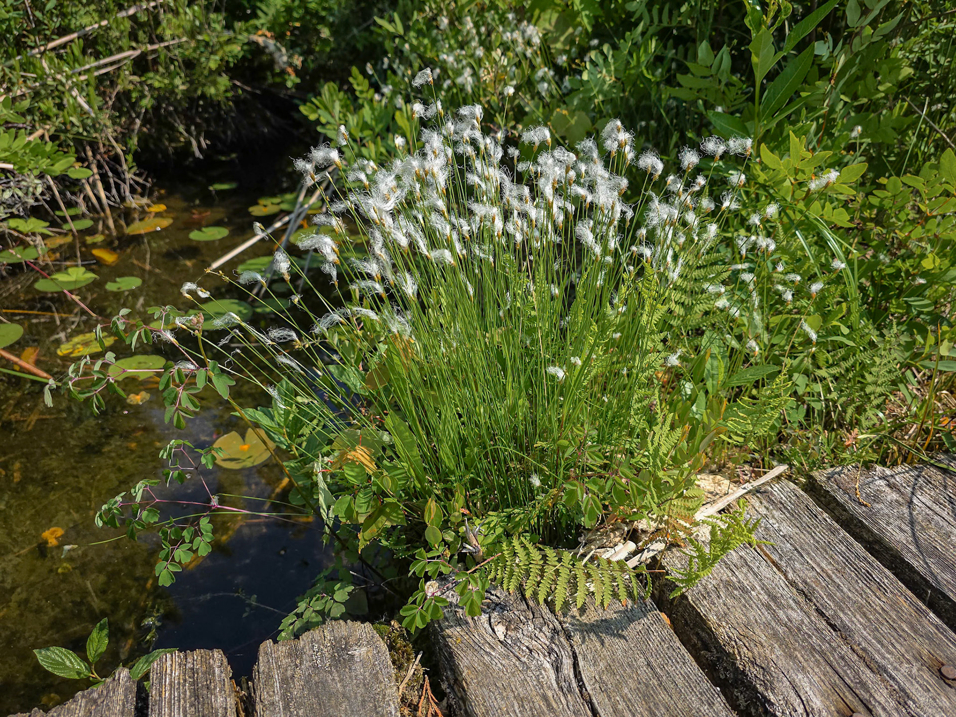 Deergrass