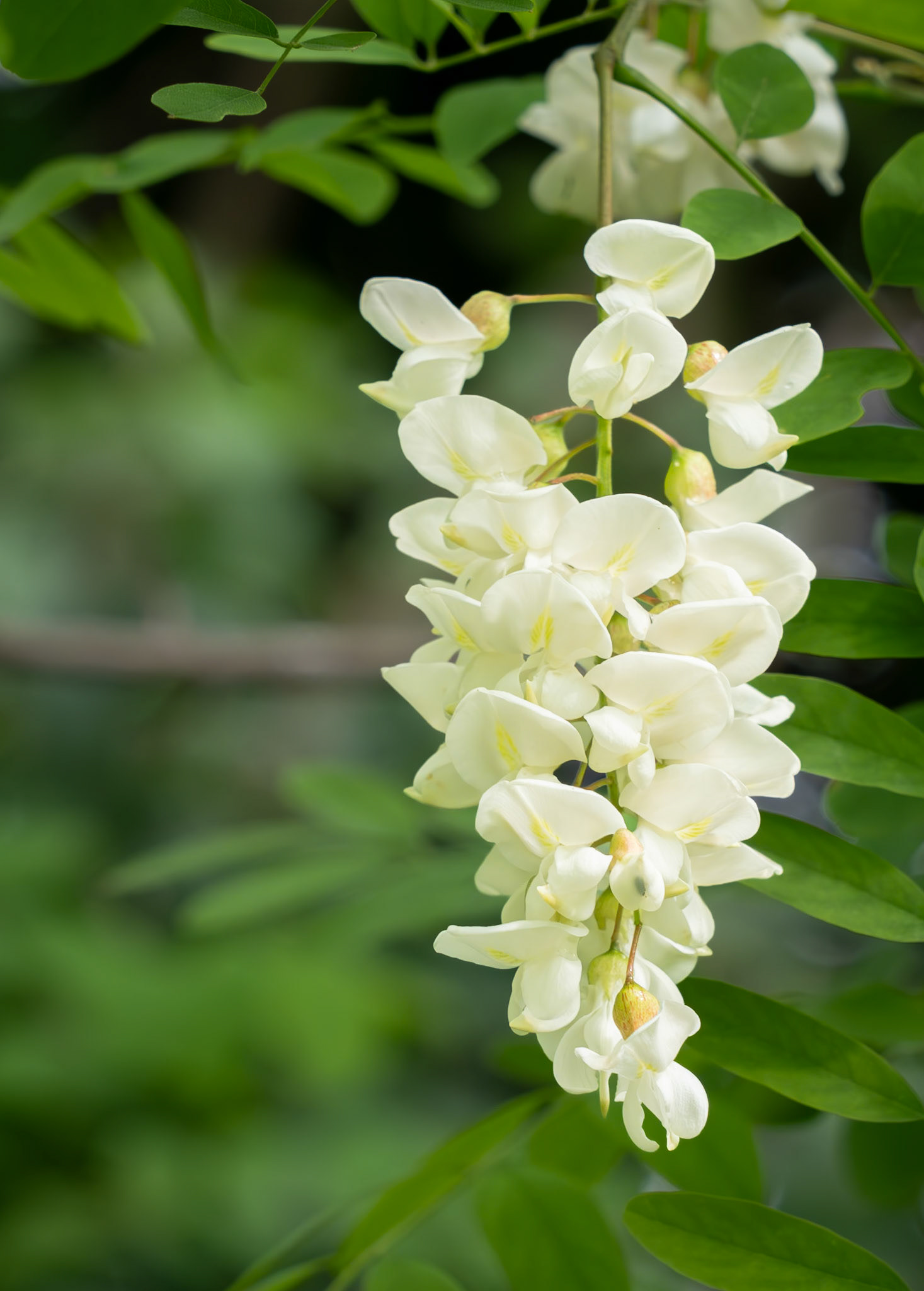 Black locust