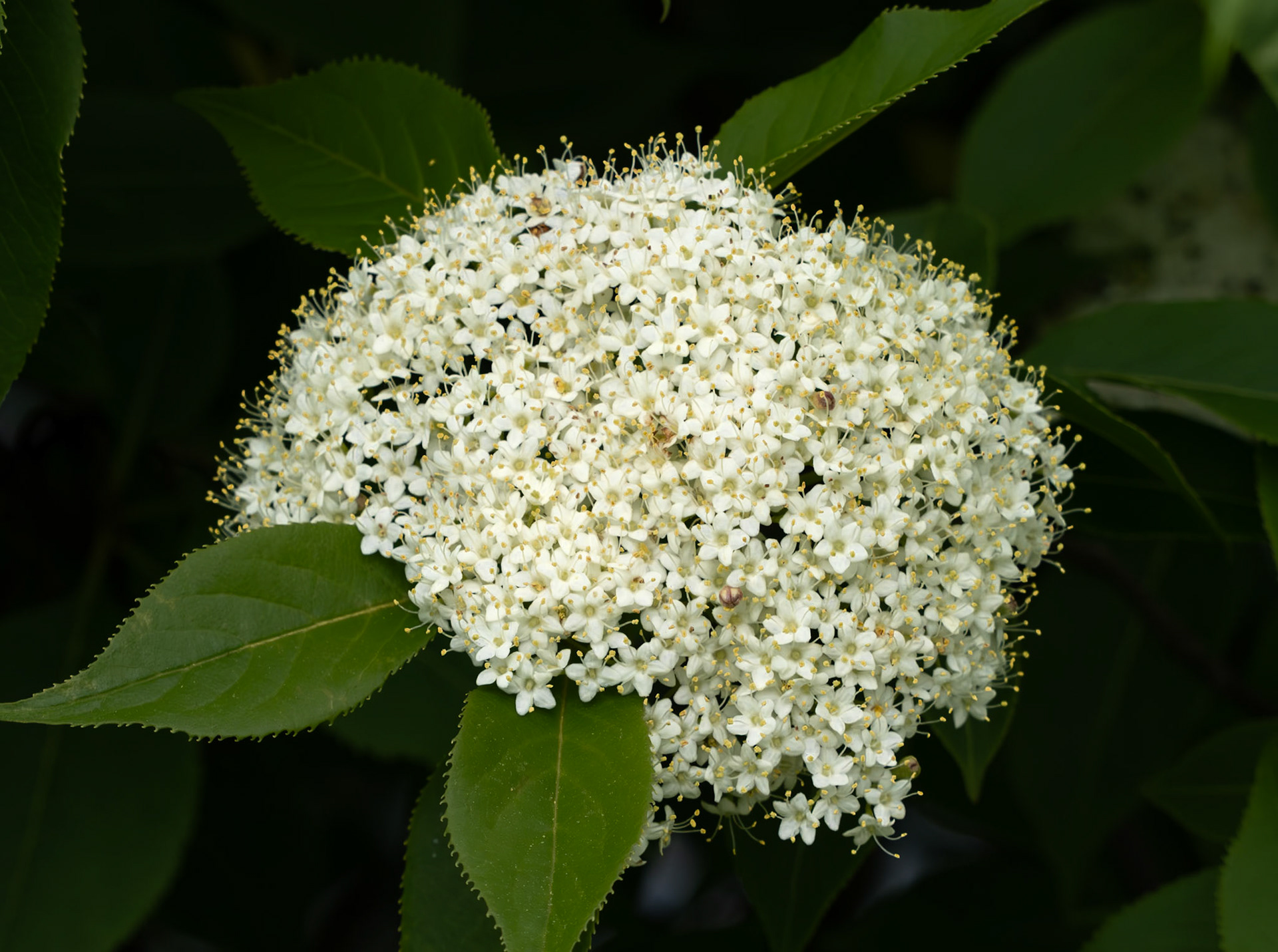 dogwood