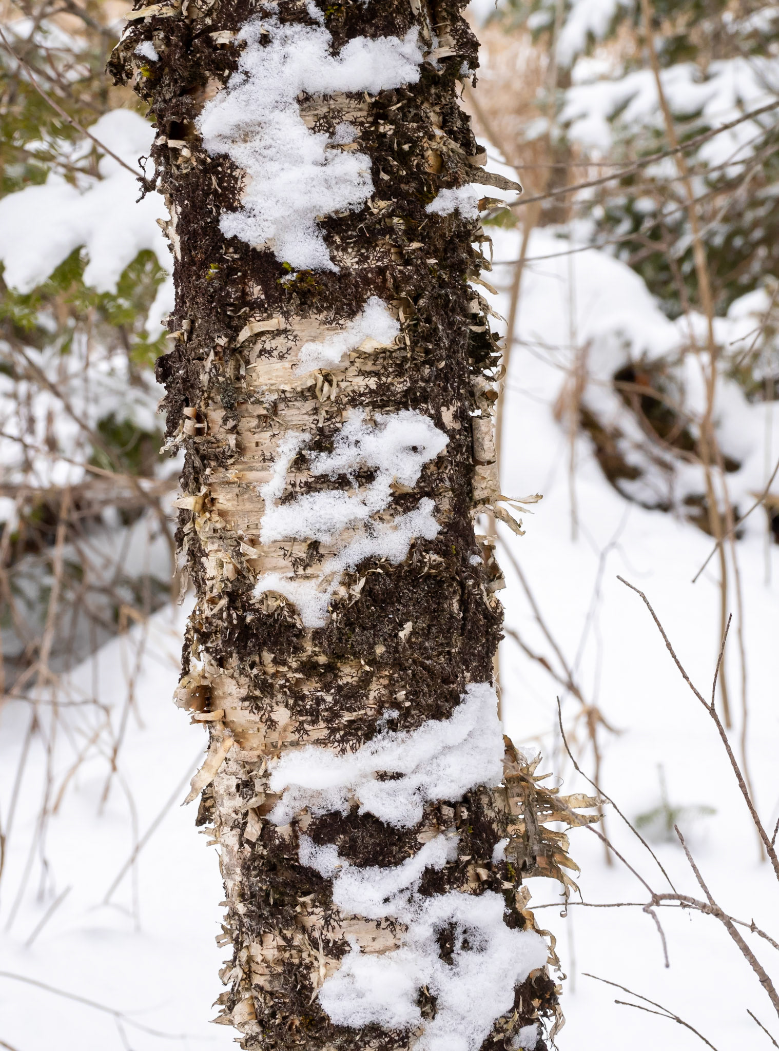 Yellow(?) Birch