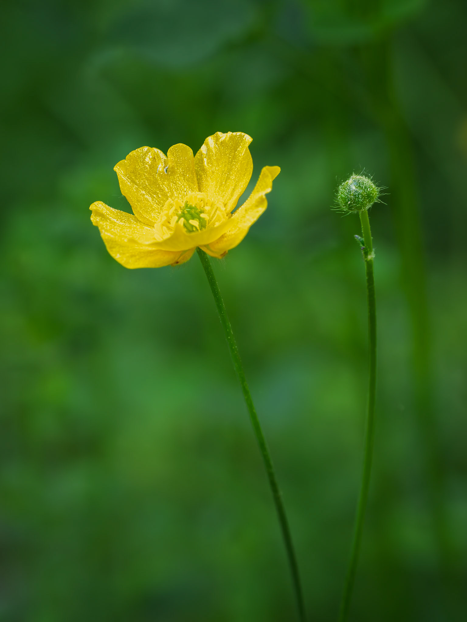 Buttercup