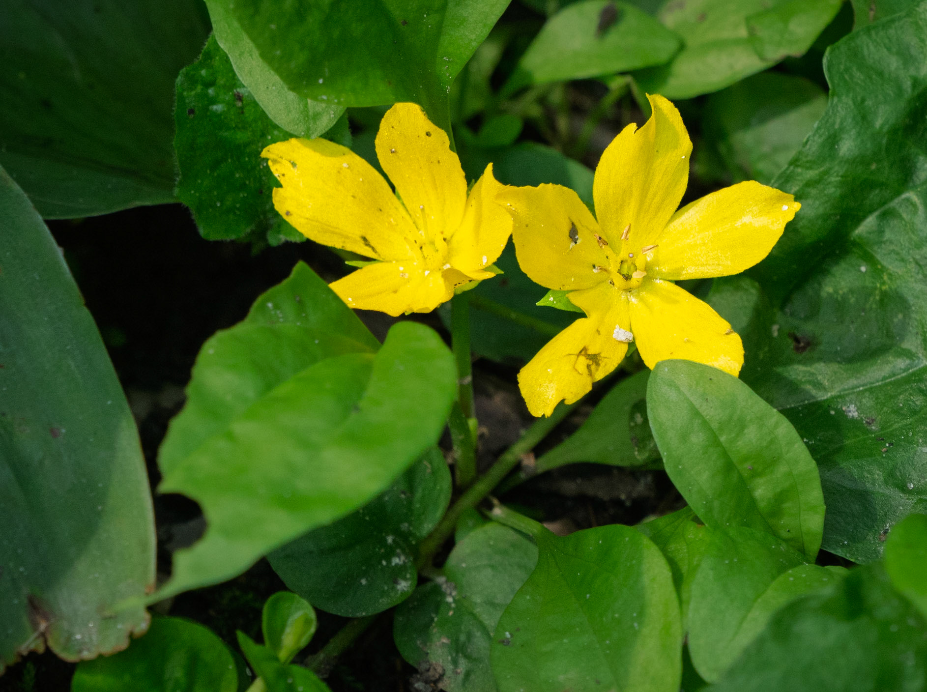 creeping jenny