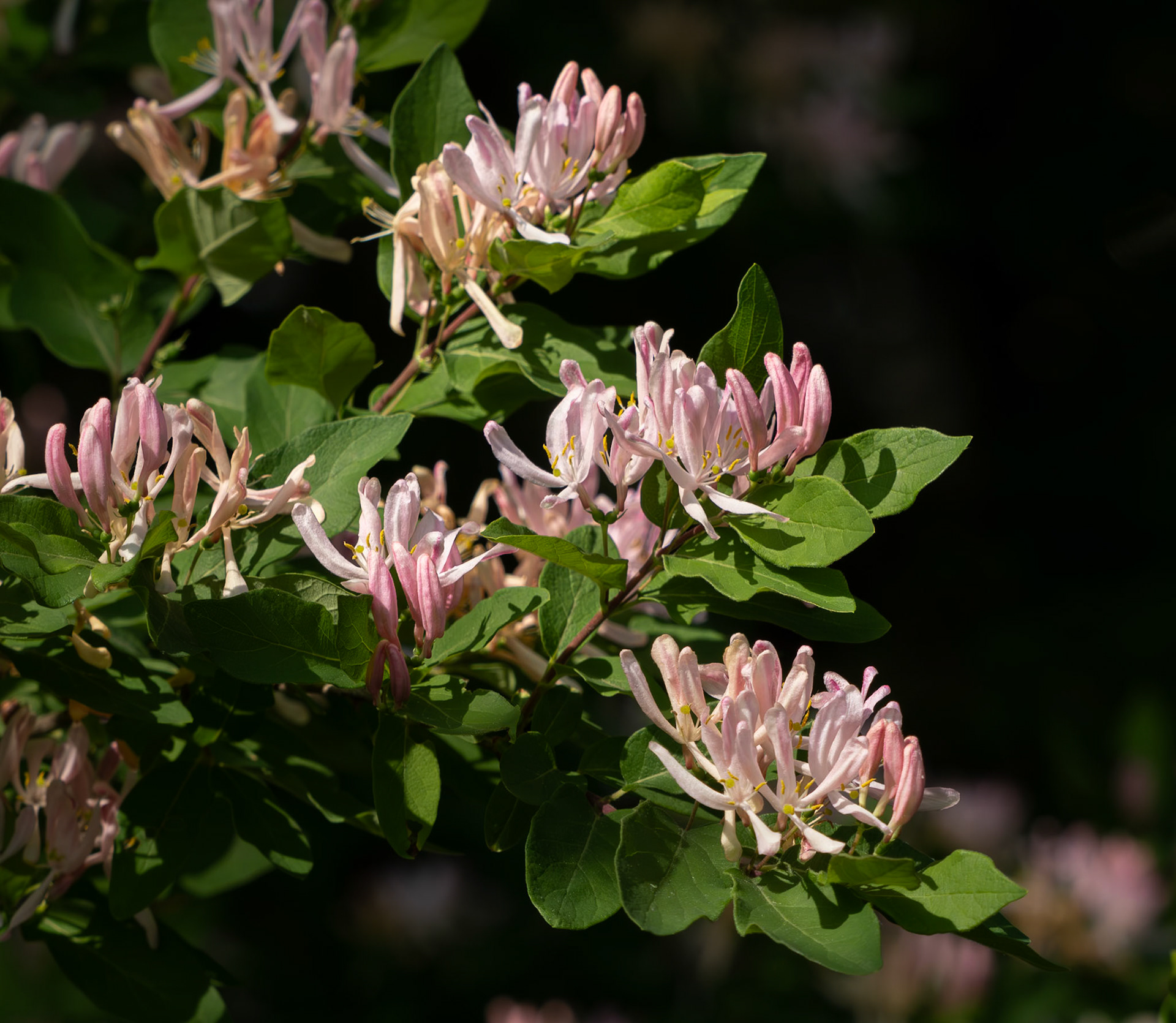 Honeysuckle