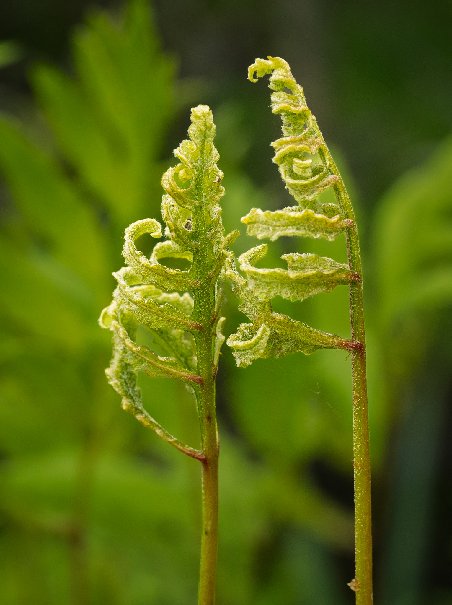 sensitive fern