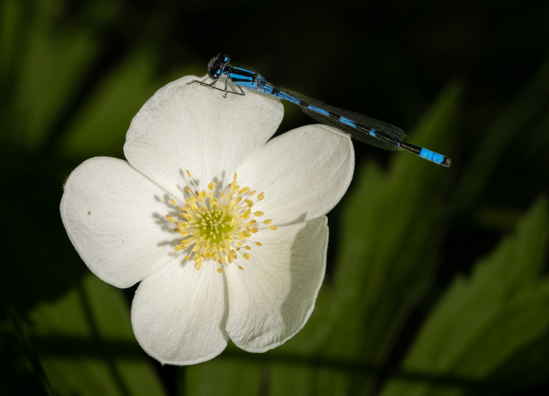 Anemone