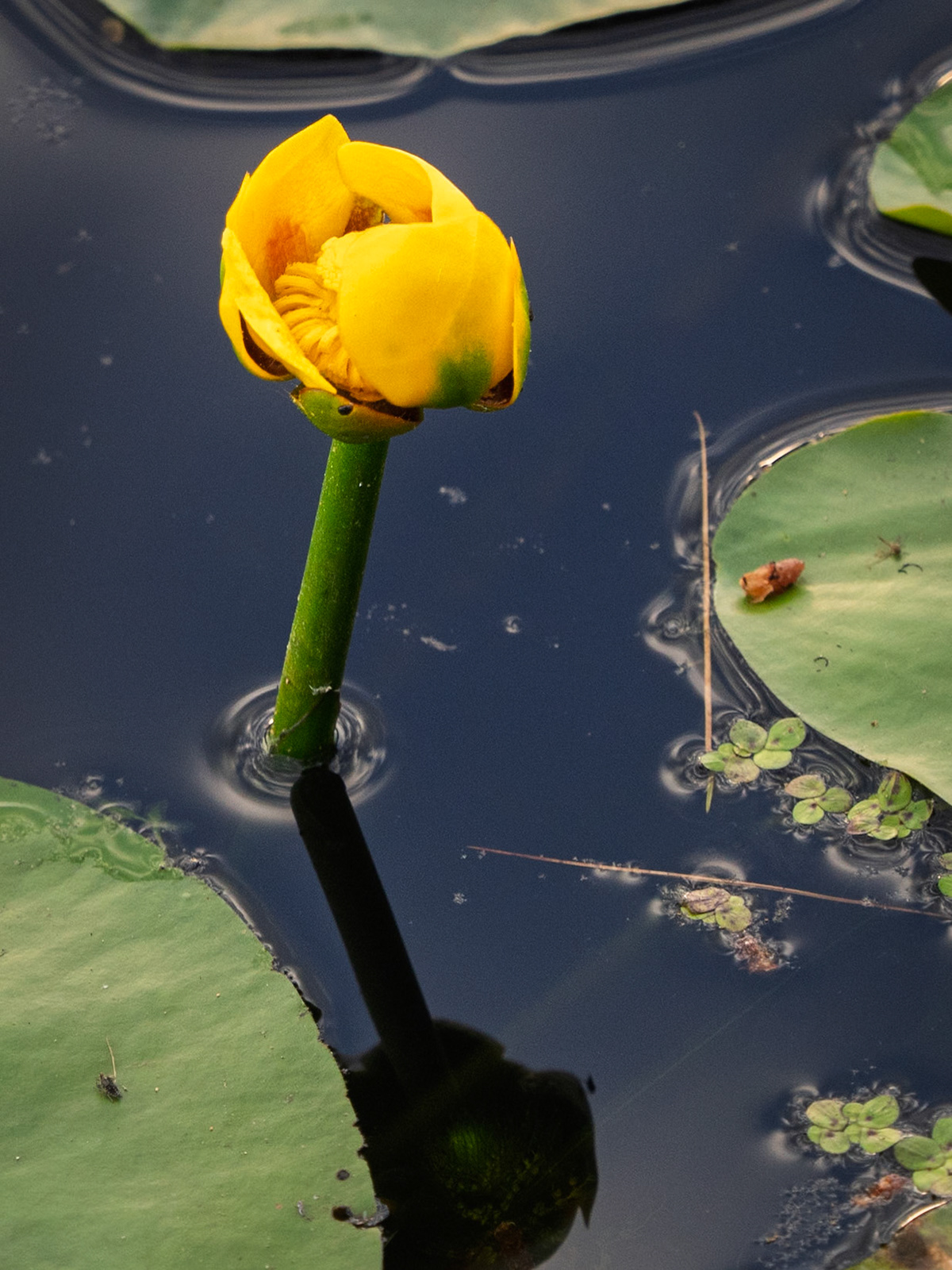 yellow waterlily