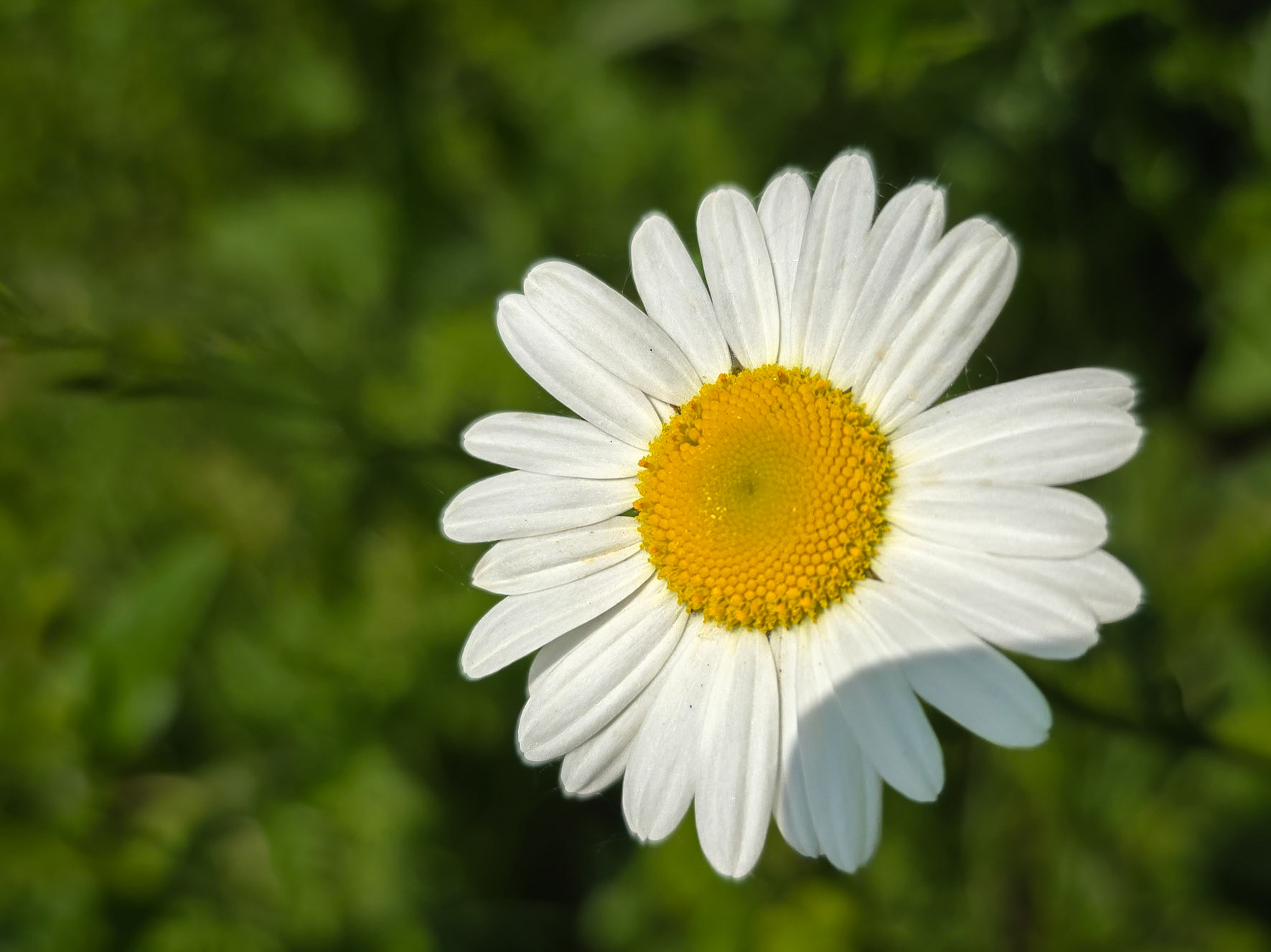 Daisy