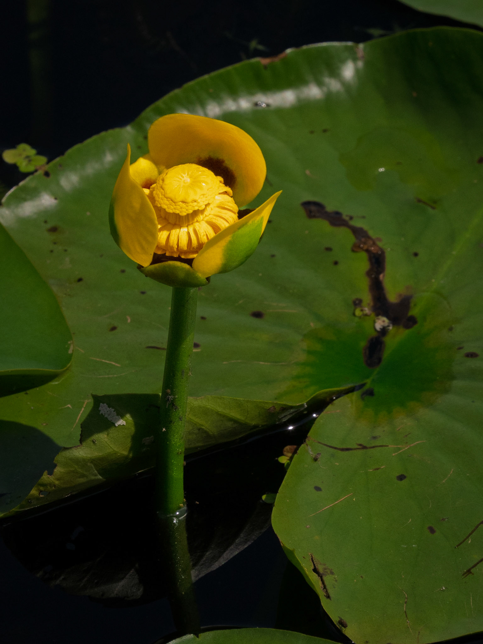 yellow waterlily