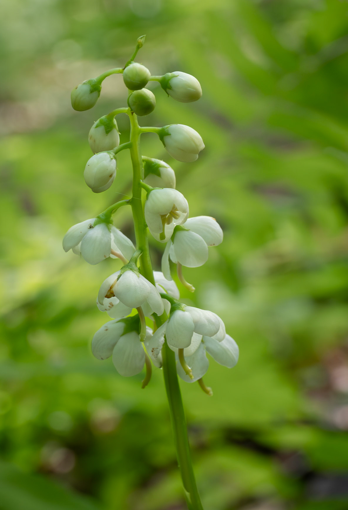 False lily-of-the-valley