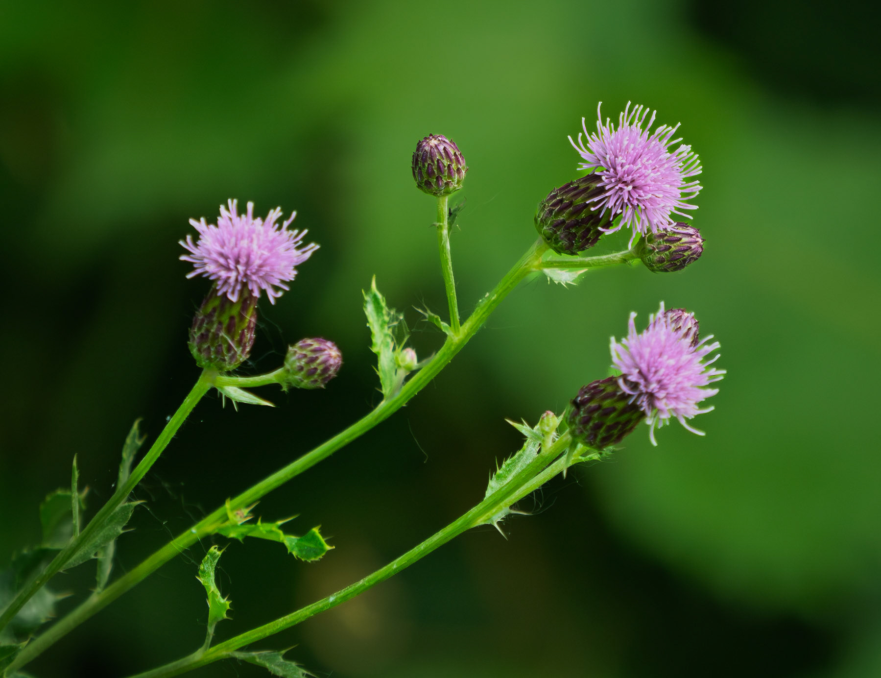 Field thistle