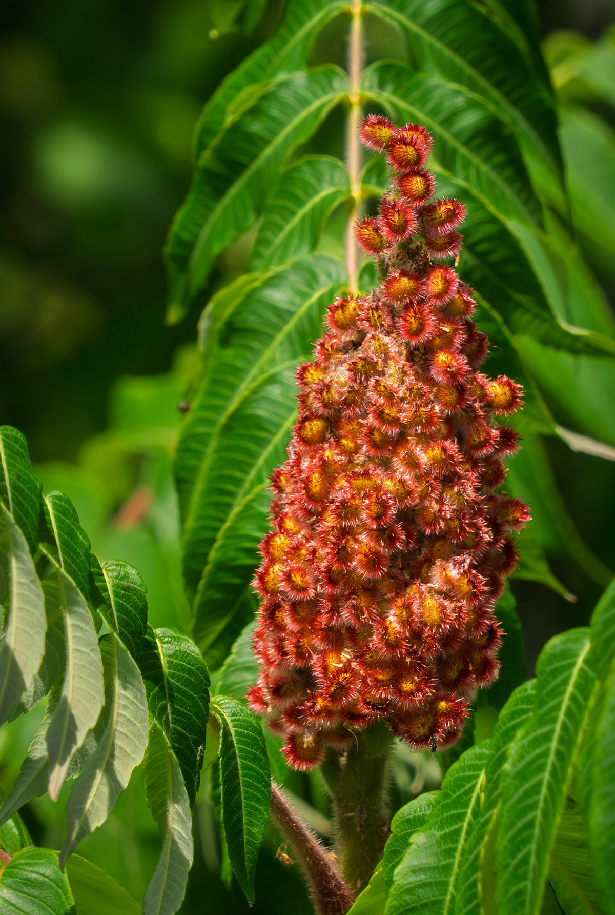 staghorn sumac