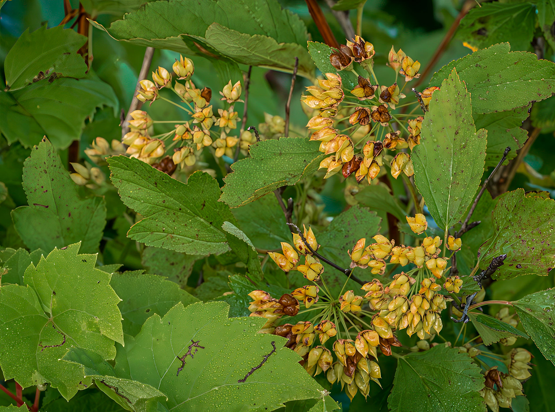 Ninebark seeds