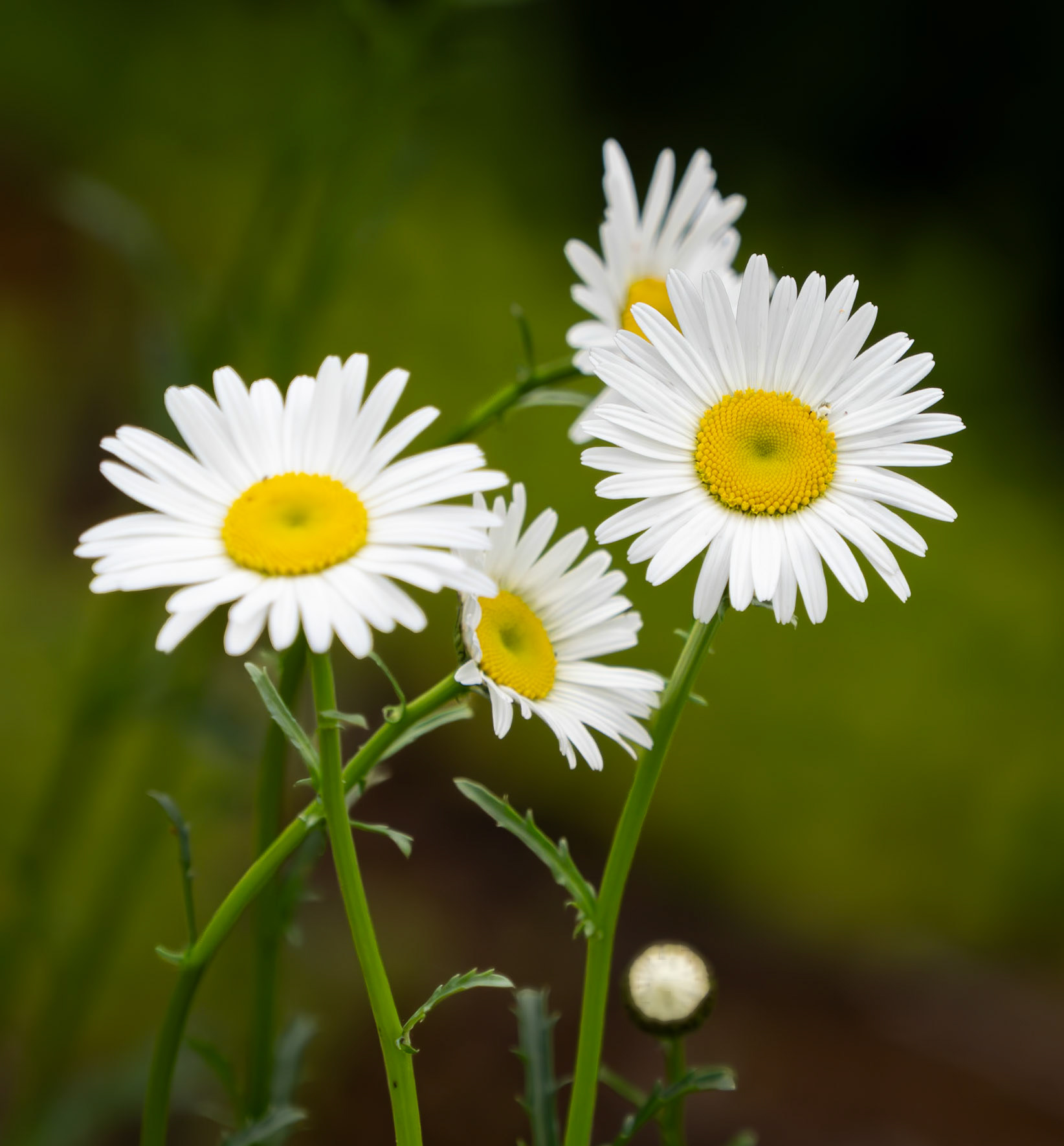 Daisy