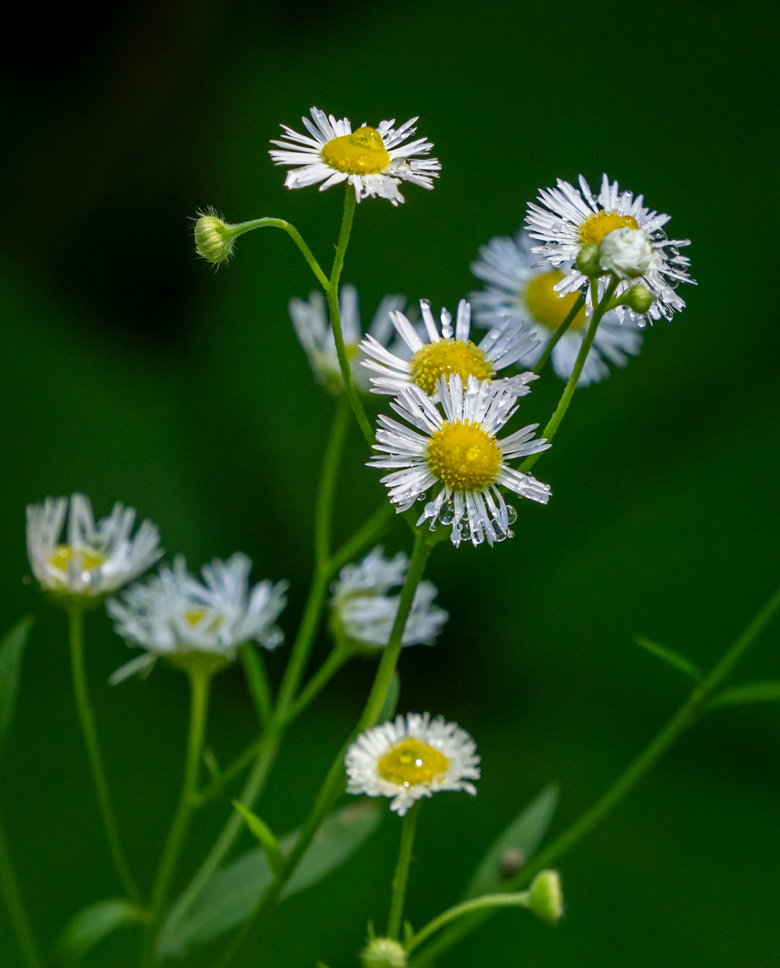 common eastern fleabane