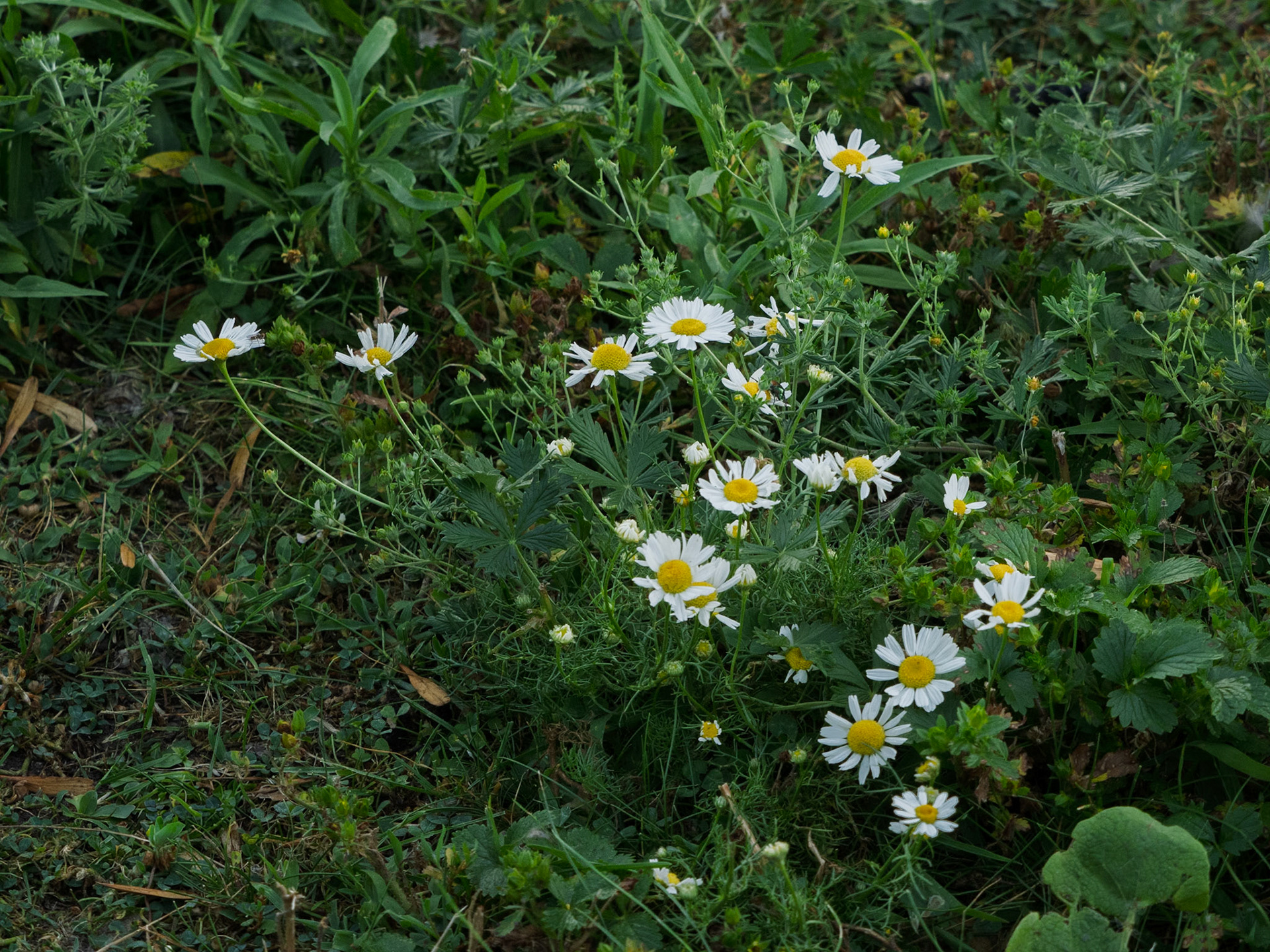 Daisies