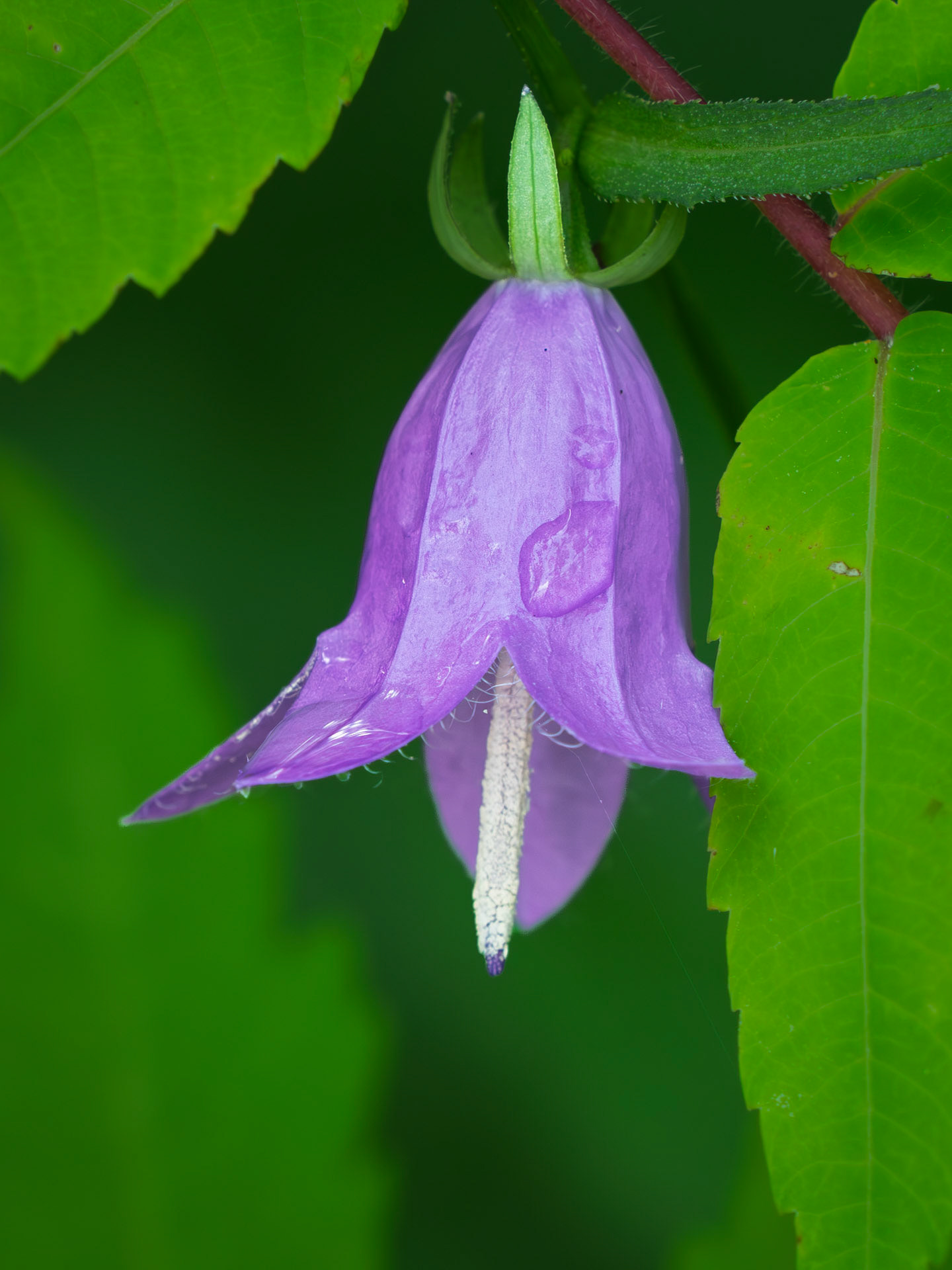 harebell