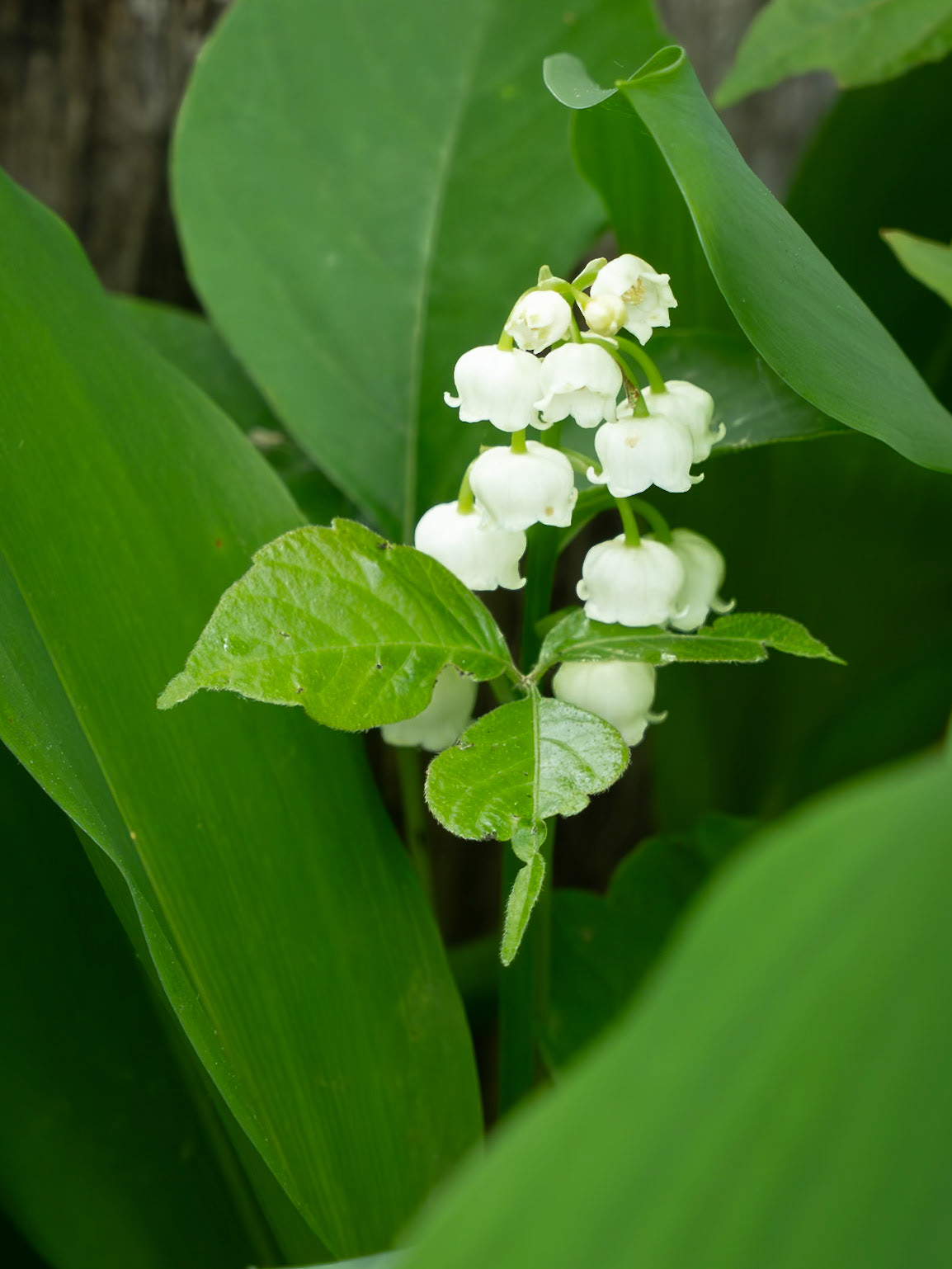 Lily of the Valley