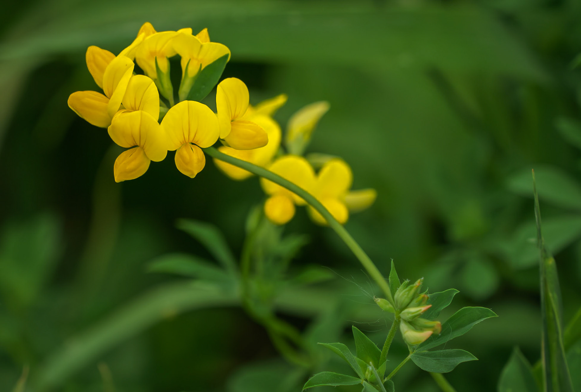 Bird's foot trefoil