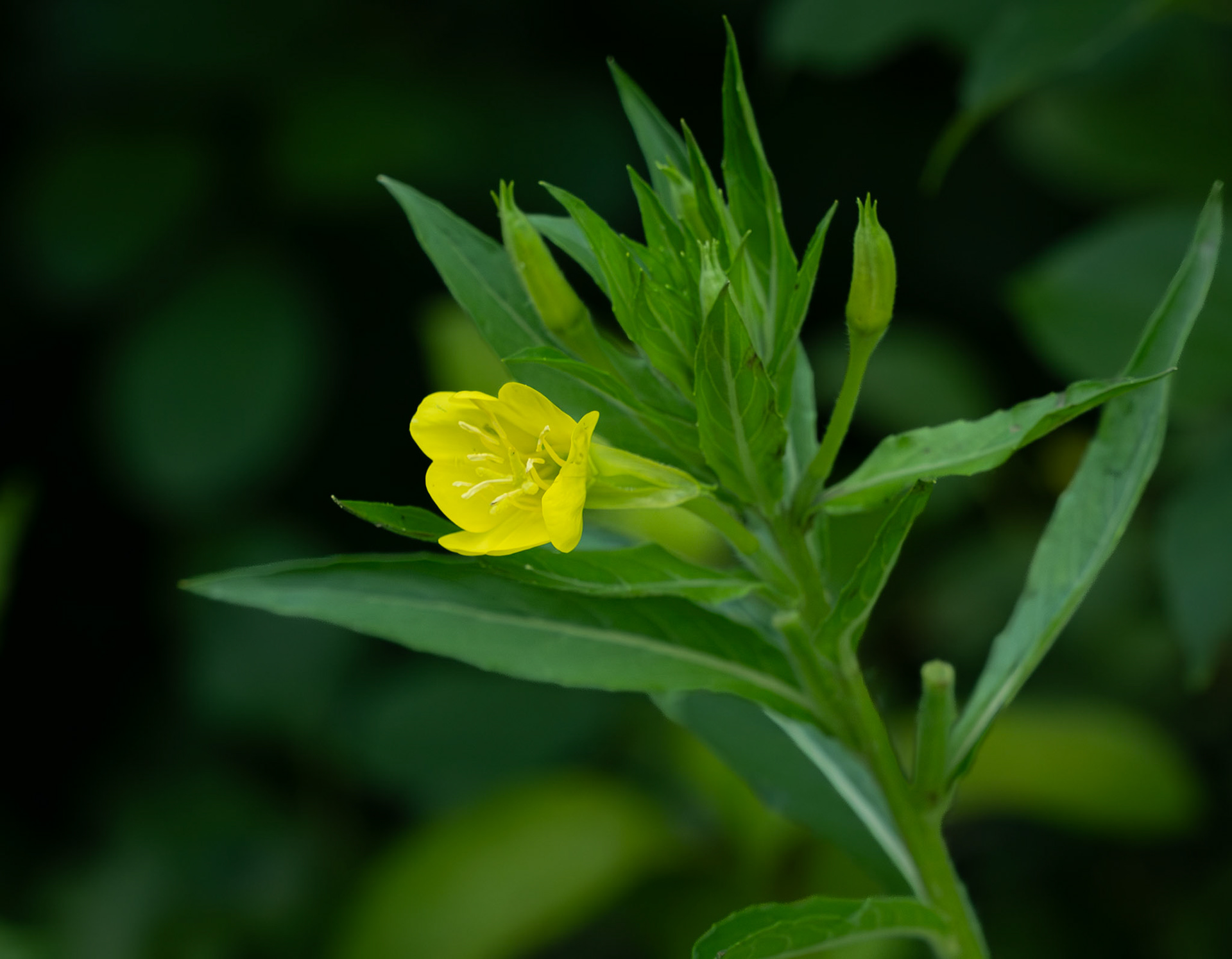 Evening primrose